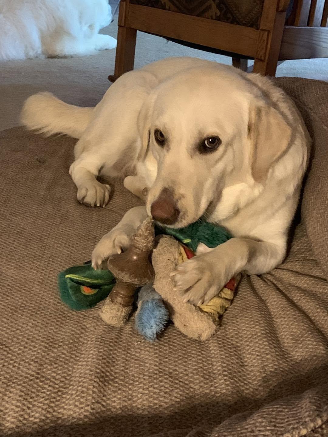 Callie - sweet-natured, beautiful girl, Adopted, Young Female Labrador Retriever & Great Pyrenees.