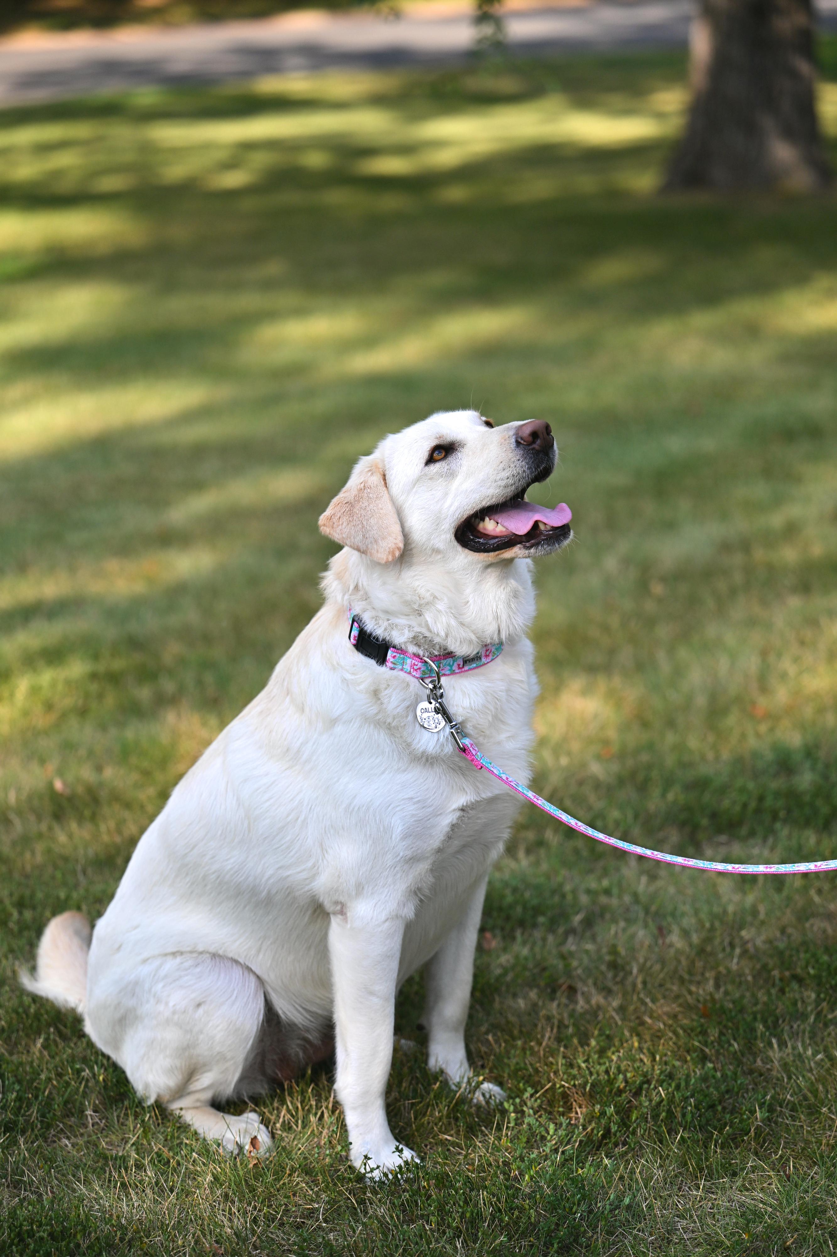 Enlarge Callie - sweet-natured, beautiful girl, a Adopted mixed breed in Worcester, MA image 4/6