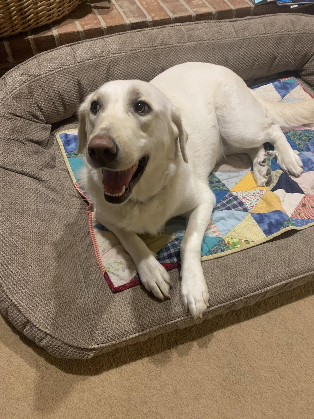 Enlarge Callie - sweet-natured, beautiful girl, a Adopted mixed breed in Worcester, MA image 2/6