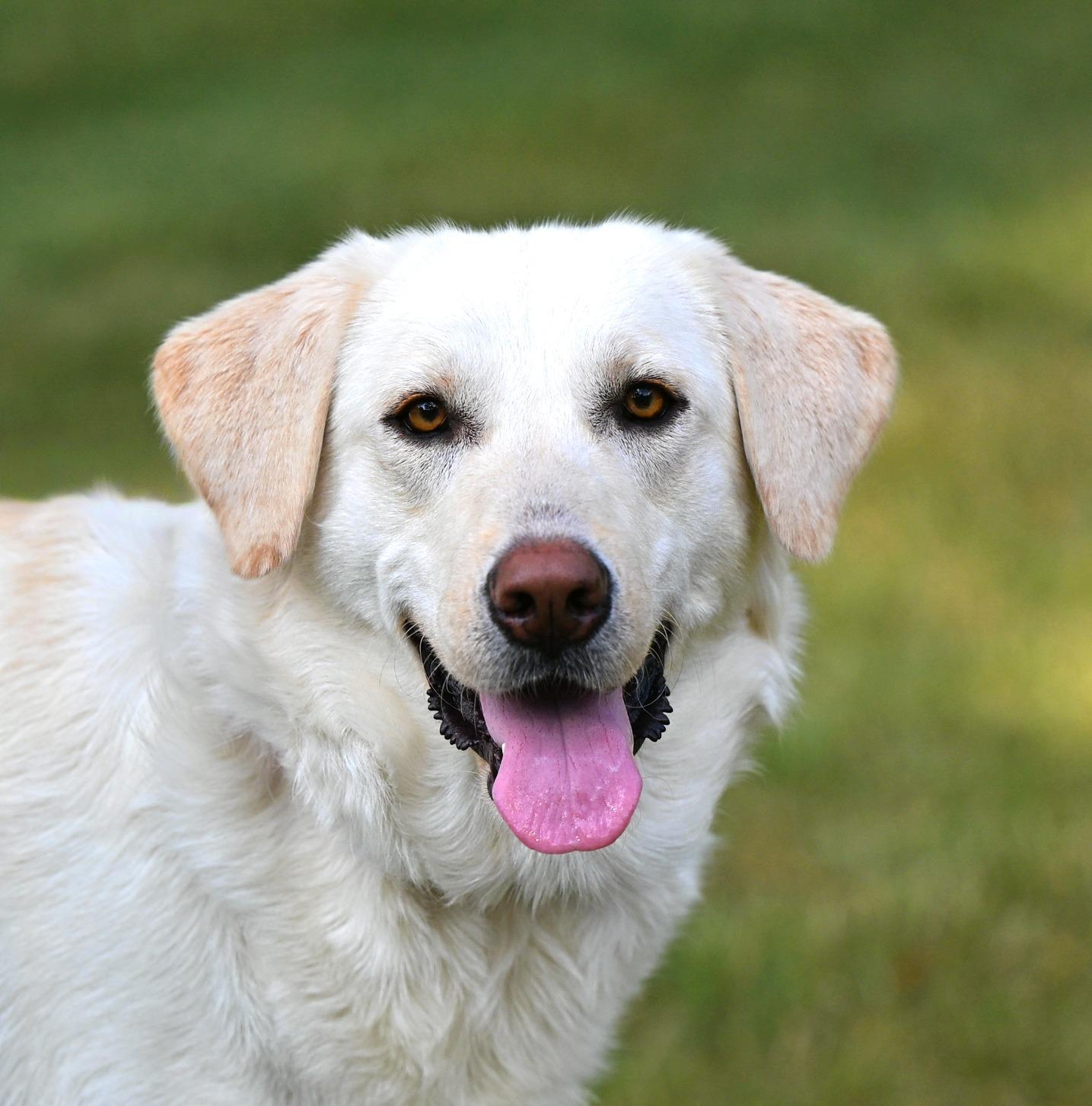 Enlarge Callie - sweet-natured, beautiful girl, a Adopted mixed breed in Worcester, MA image 3/6