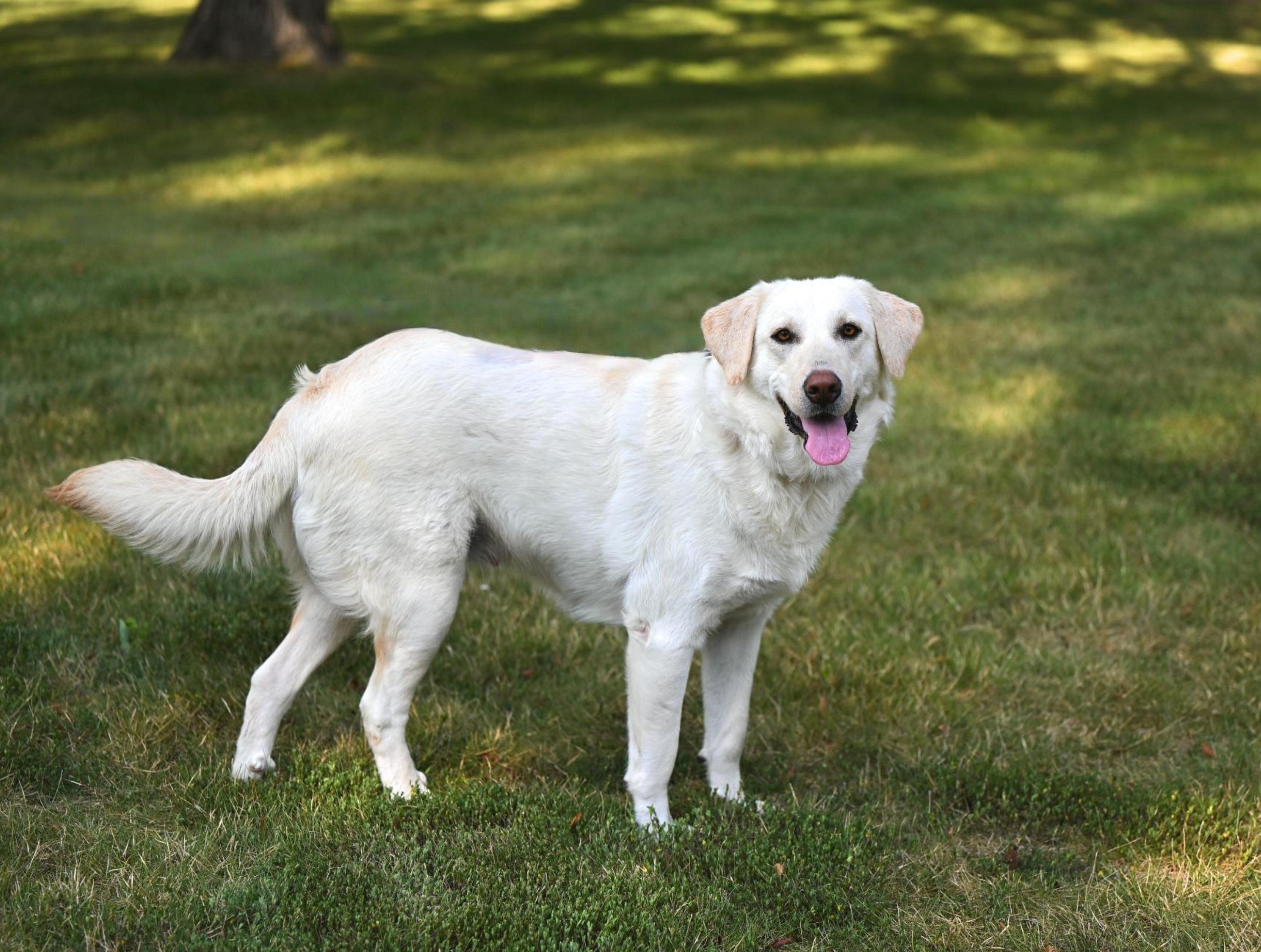 Enlarge Callie - sweet-natured, beautiful girl, a Adopted mixed breed in Worcester, MA image 5/6