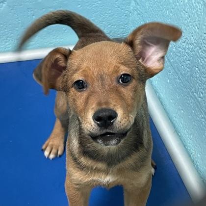 Enlarge Cell, a ADOPTABLE mixed breed in Flagstaff, AZ image 1/1