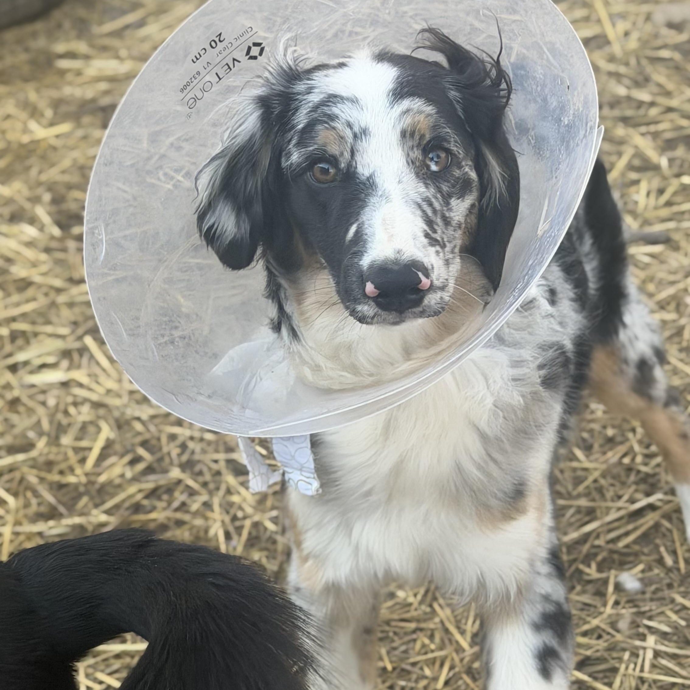 Enlarge Nemo, an adopted Australian Shepherd in Olathe, KS image 6/6