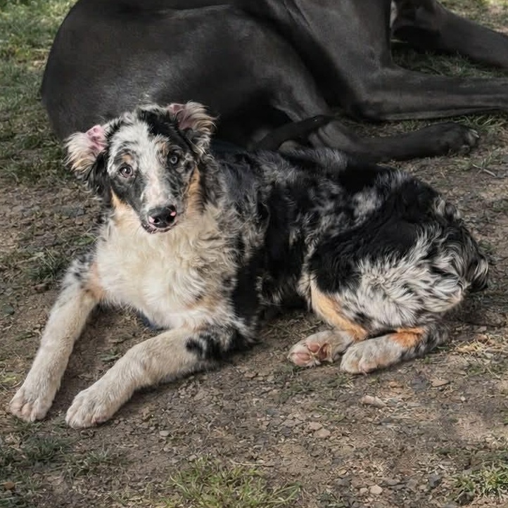 Enlarge Nemo, an adopted Australian Shepherd in Olathe, KS image 1/6