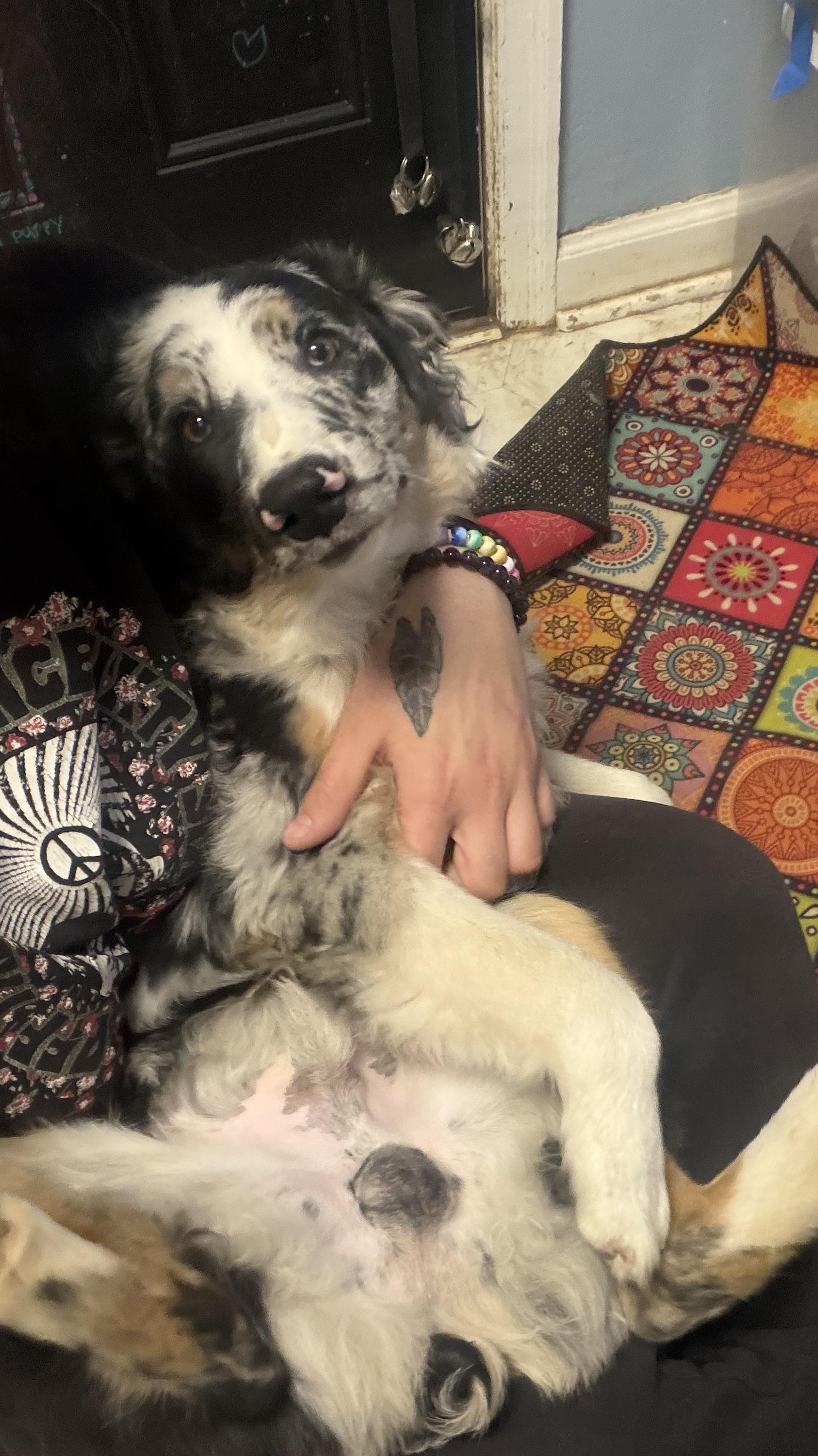 Enlarge Nemo, an adopted Australian Shepherd in Olathe, KS image 2/6