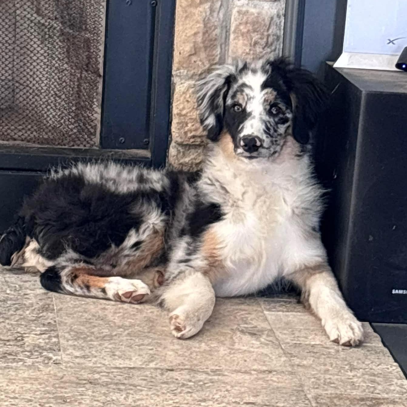 Enlarge Nemo, an adopted Australian Shepherd in Olathe, KS image 3/6