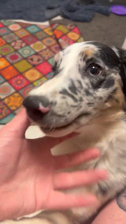 Enlarge Nemo, an adopted Australian Shepherd in Olathe, KS video 4/6