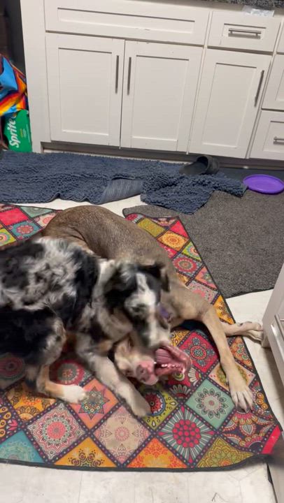 Enlarge Nemo, an adopted Australian Shepherd in Olathe, KS video 5/6