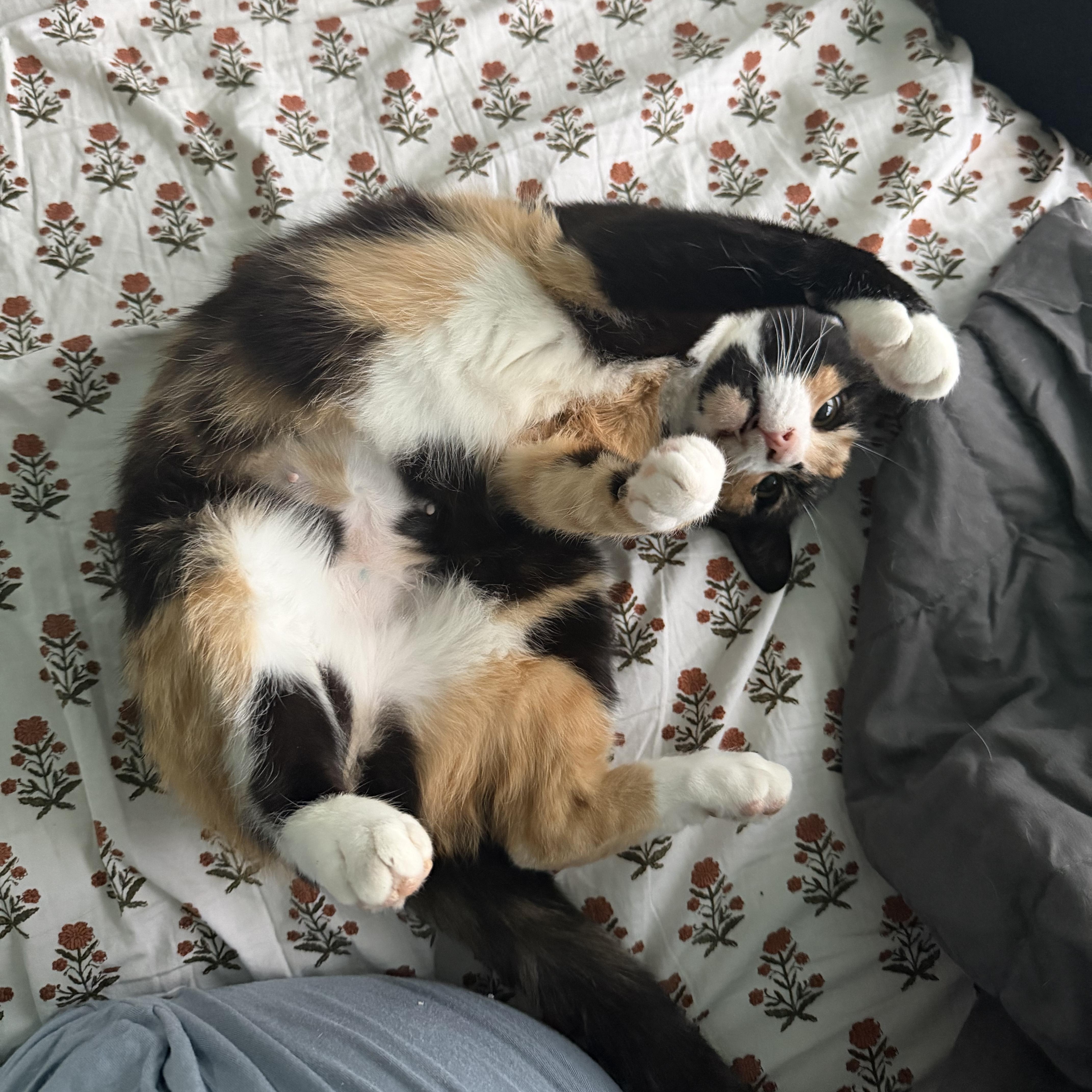 Enlarge Chimera, an adopted Domestic Short Hair in Frederick, MD image 3/6