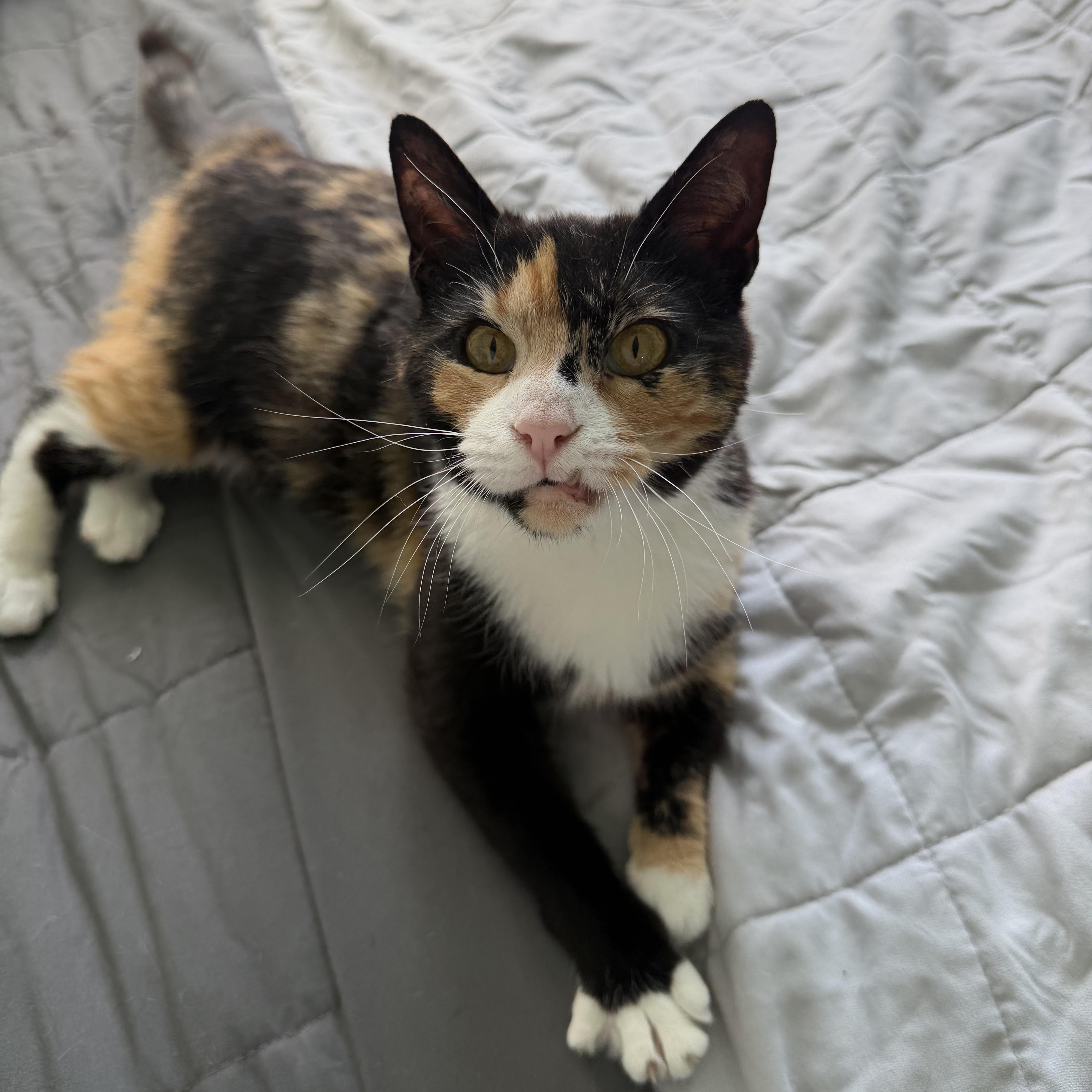 Enlarge Chimera, an adopted Domestic Short Hair in Frederick, MD image 2/6