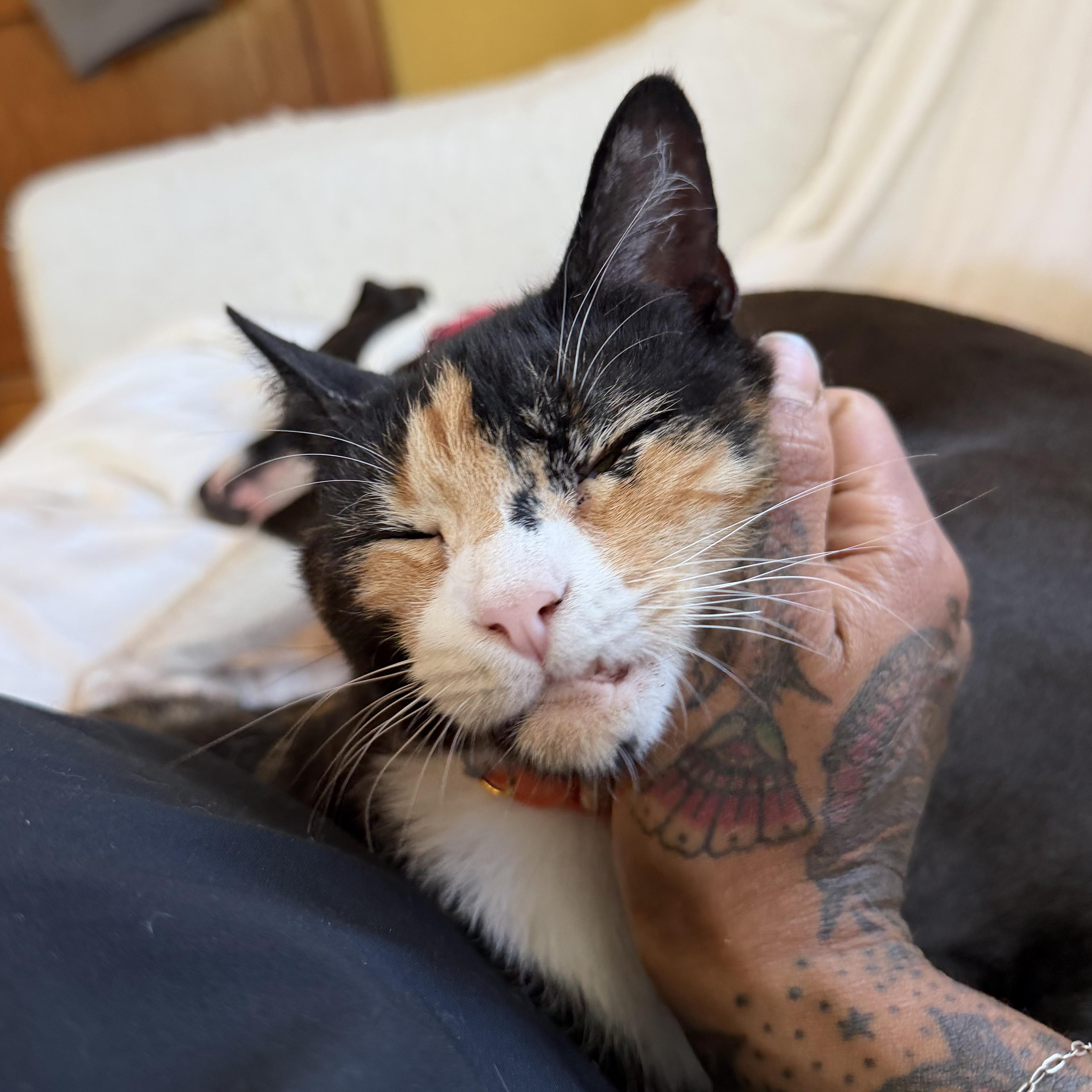 Enlarge Chimera, an adopted Domestic Short Hair in Frederick, MD image 5/6