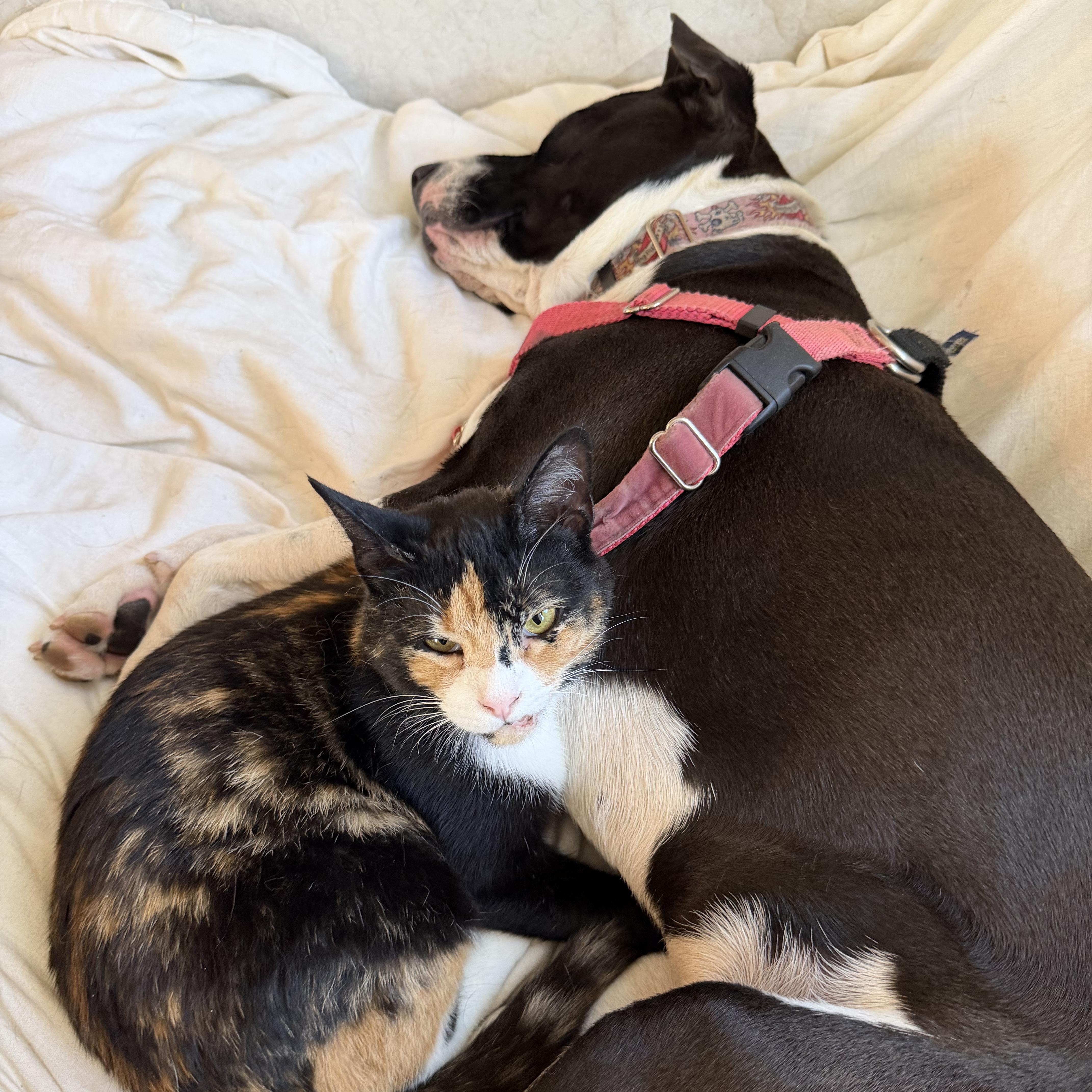 Enlarge Chimera, an adopted Domestic Short Hair in Frederick, MD image 1/6