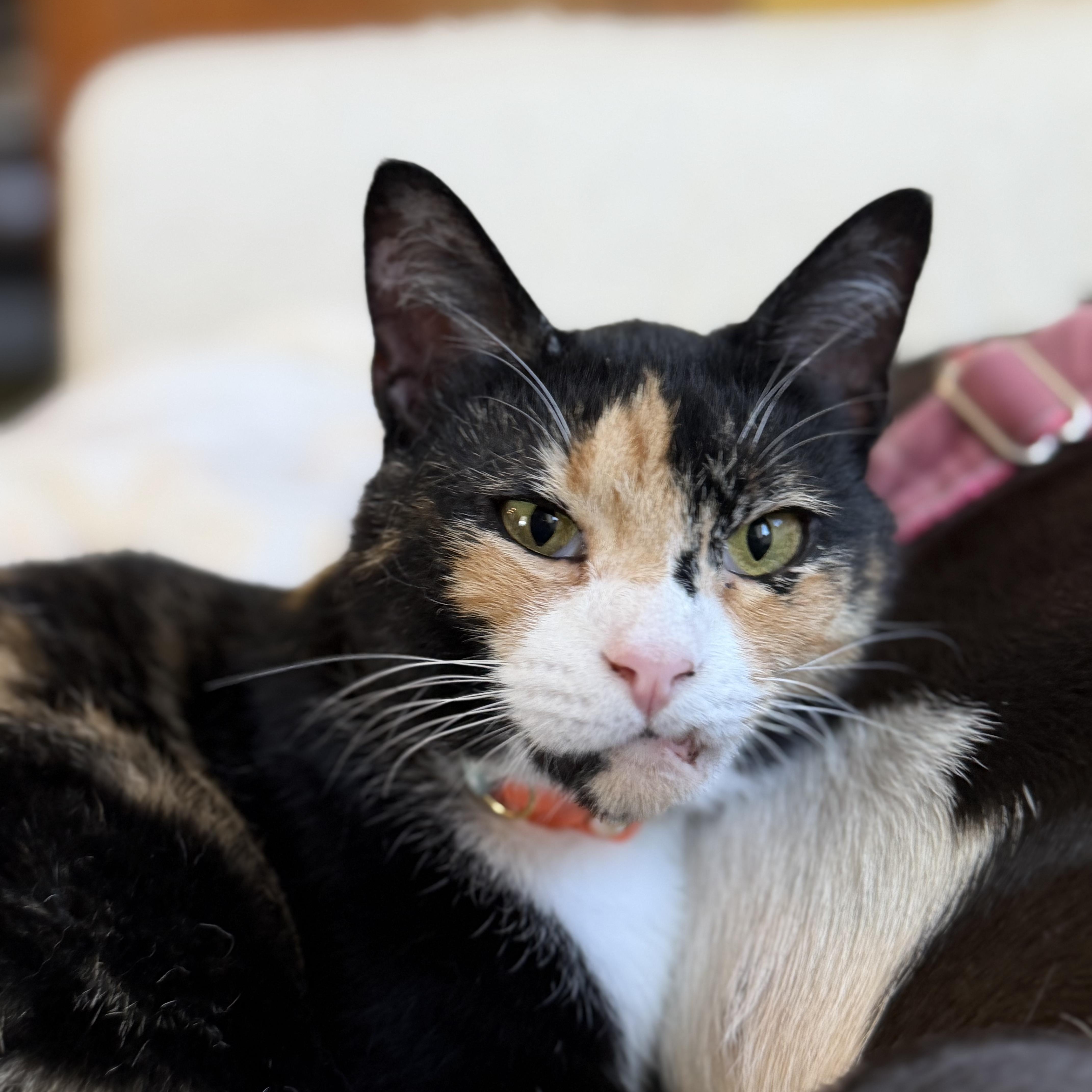 Enlarge Chimera, an adopted Domestic Short Hair in Frederick, MD image 6/6
