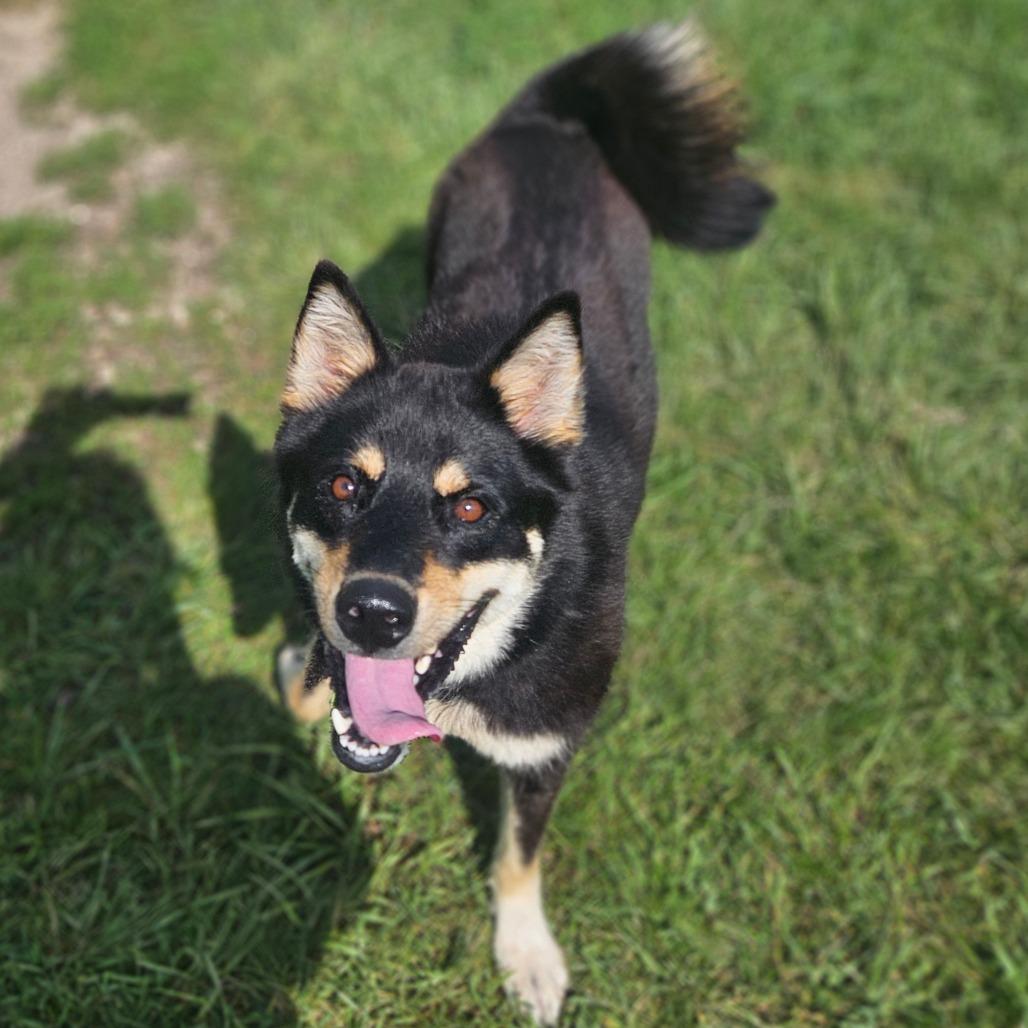 Stitch, ADOPTABLE, Adult Male Siberian Husky & Shepherd.