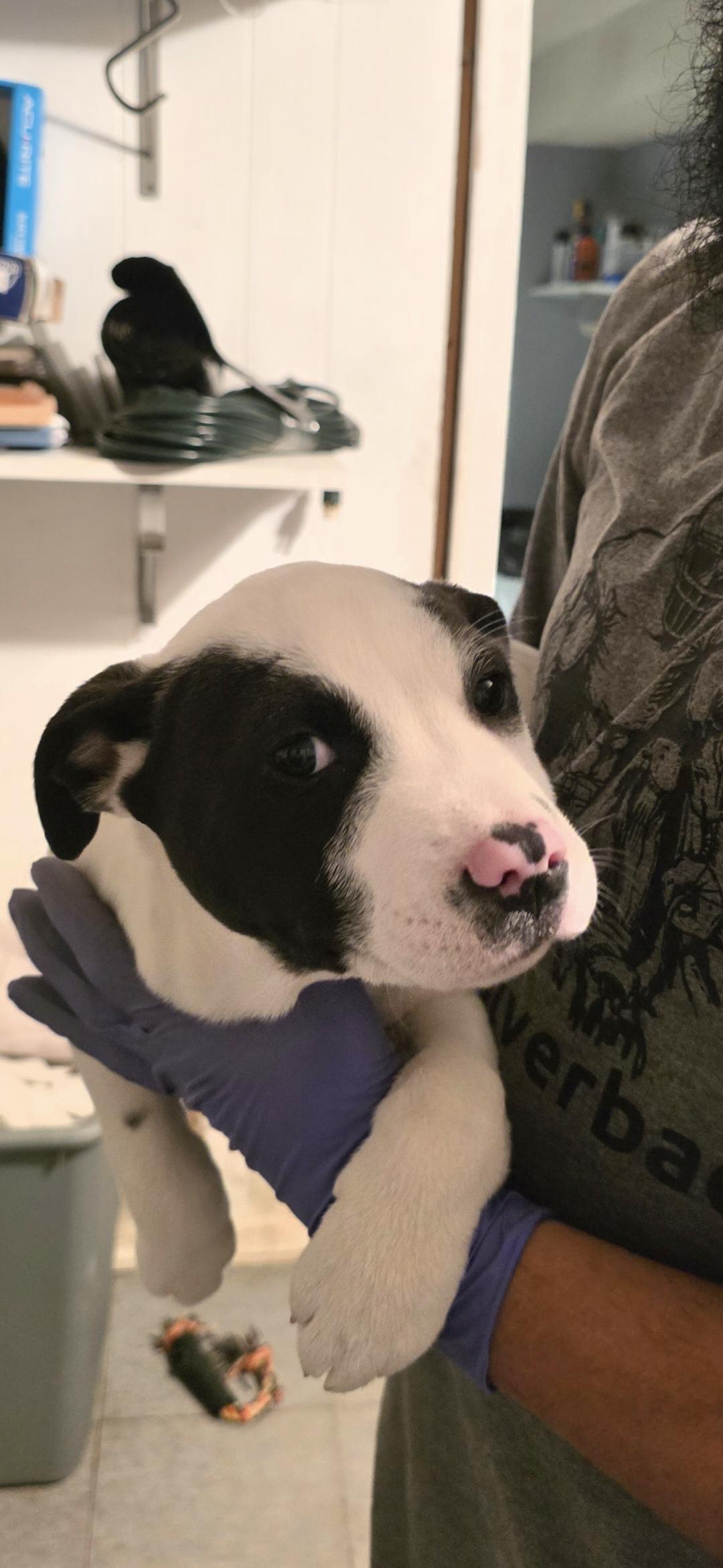 Luv Bug, ADOPTABLE, Puppy Male Black Labrador Retriever & Terrier.