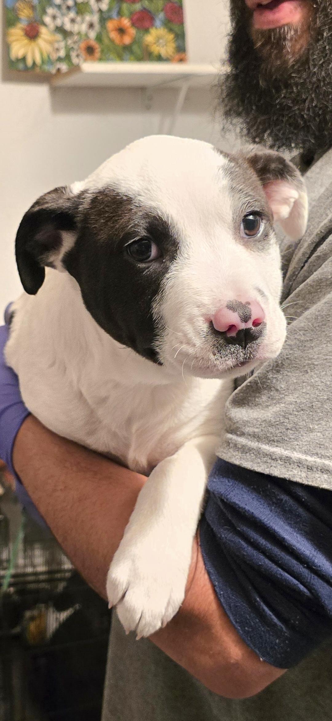 Enlarge Luv Bug, a ADOPTABLE mixed breed in Nyack, NY image 2/2