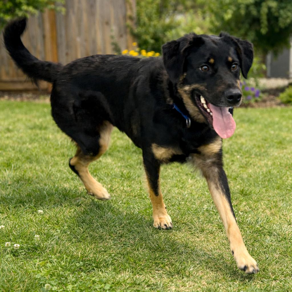 Enlarge Sadie, a ADOPTABLE mixed breed in Long Beach, WA image 4/6