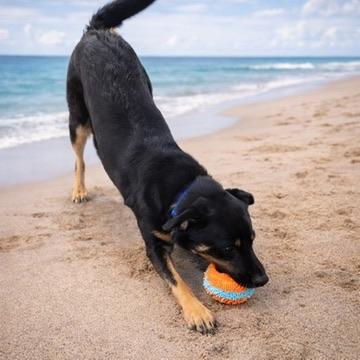 Enlarge Sadie, a ADOPTABLE mixed breed in Long Beach, WA image 2/6