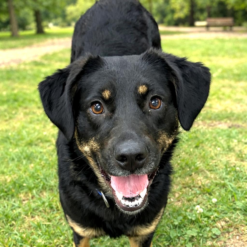Sadie, ADOPTABLE, Young Female German Shepherd Dog.