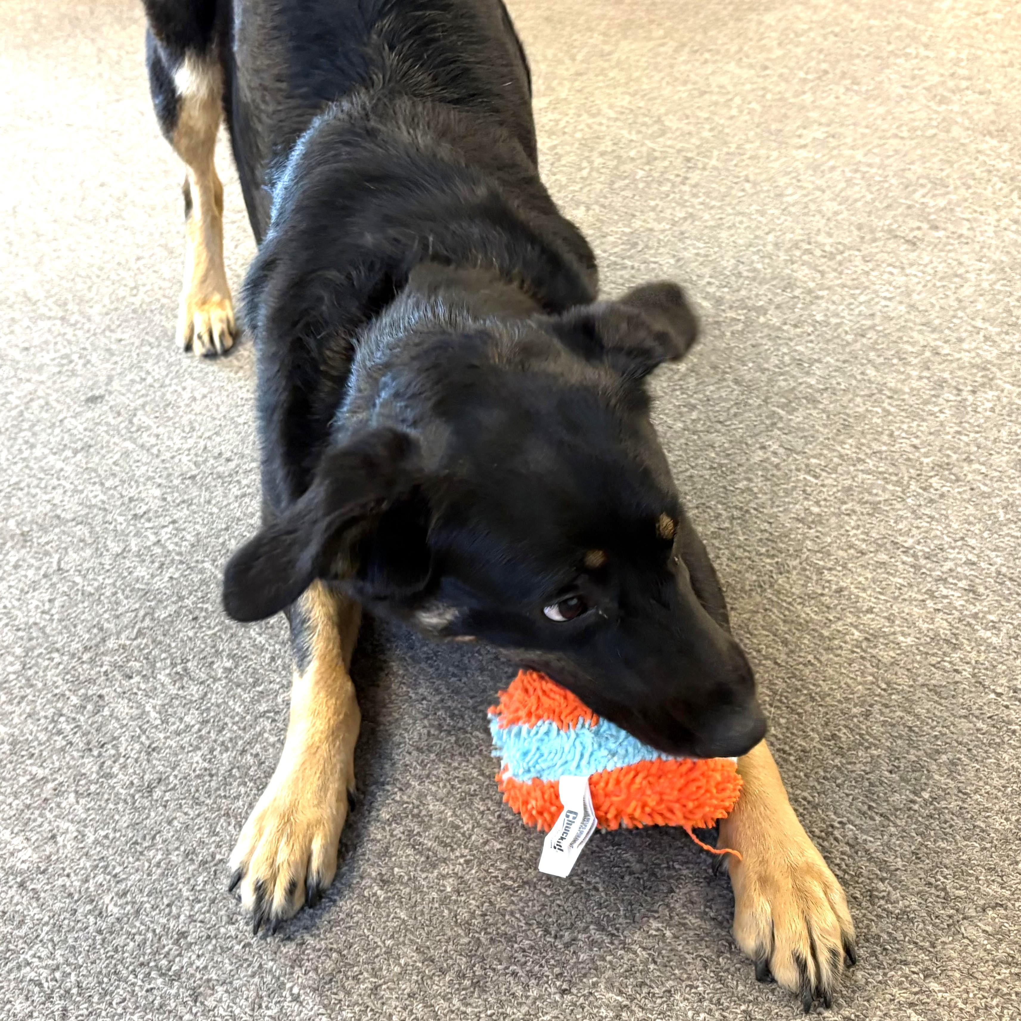 Enlarge Sadie, a ADOPTABLE mixed breed in Long Beach, WA image 5/6