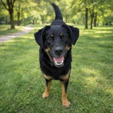 Enlarge Sadie, a ADOPTABLE mixed breed in Long Beach, WA image 6/6