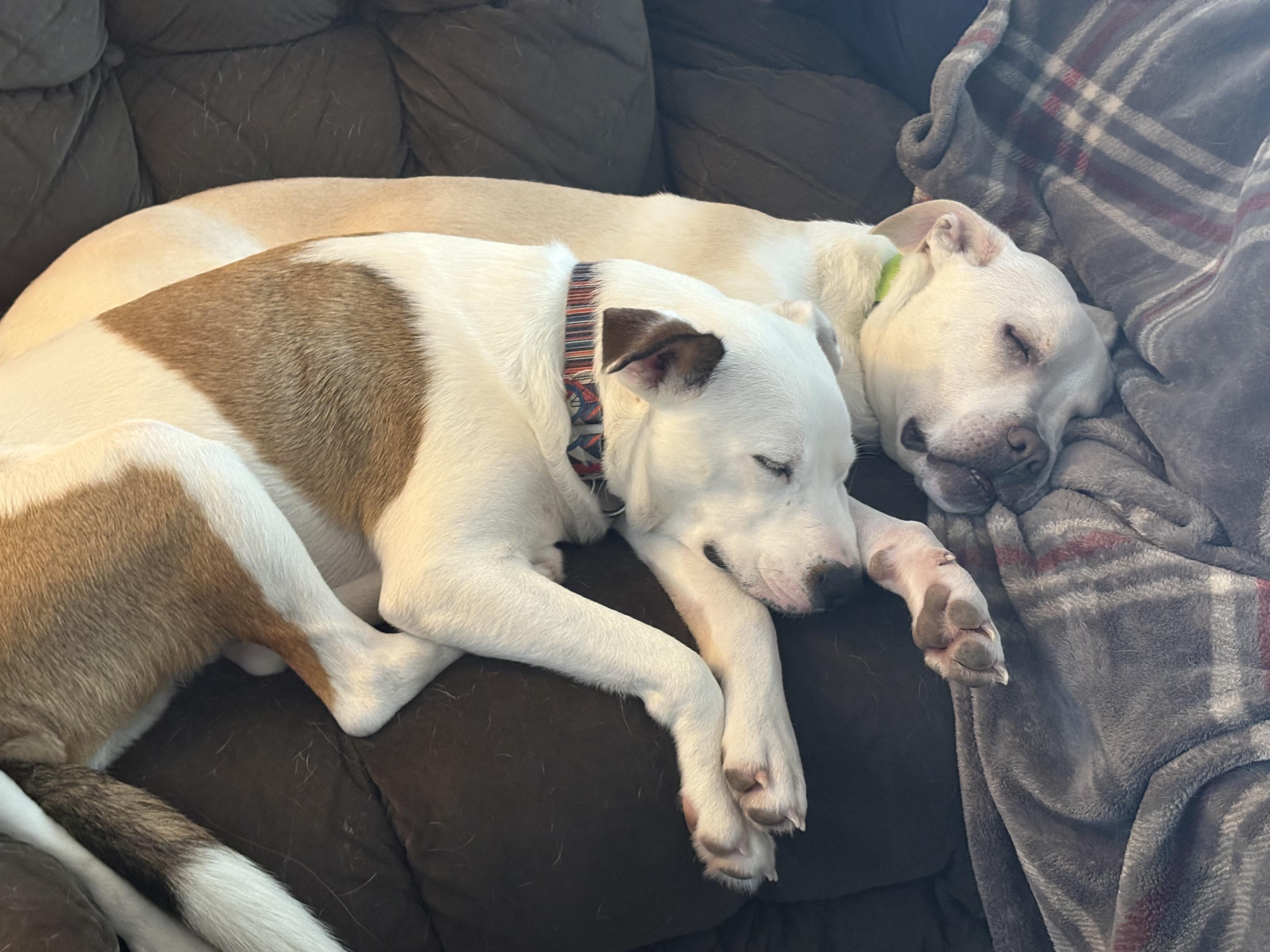 Enlarge Reed, a Adoptable mixed breed in Hillsdale, NY image 5/6