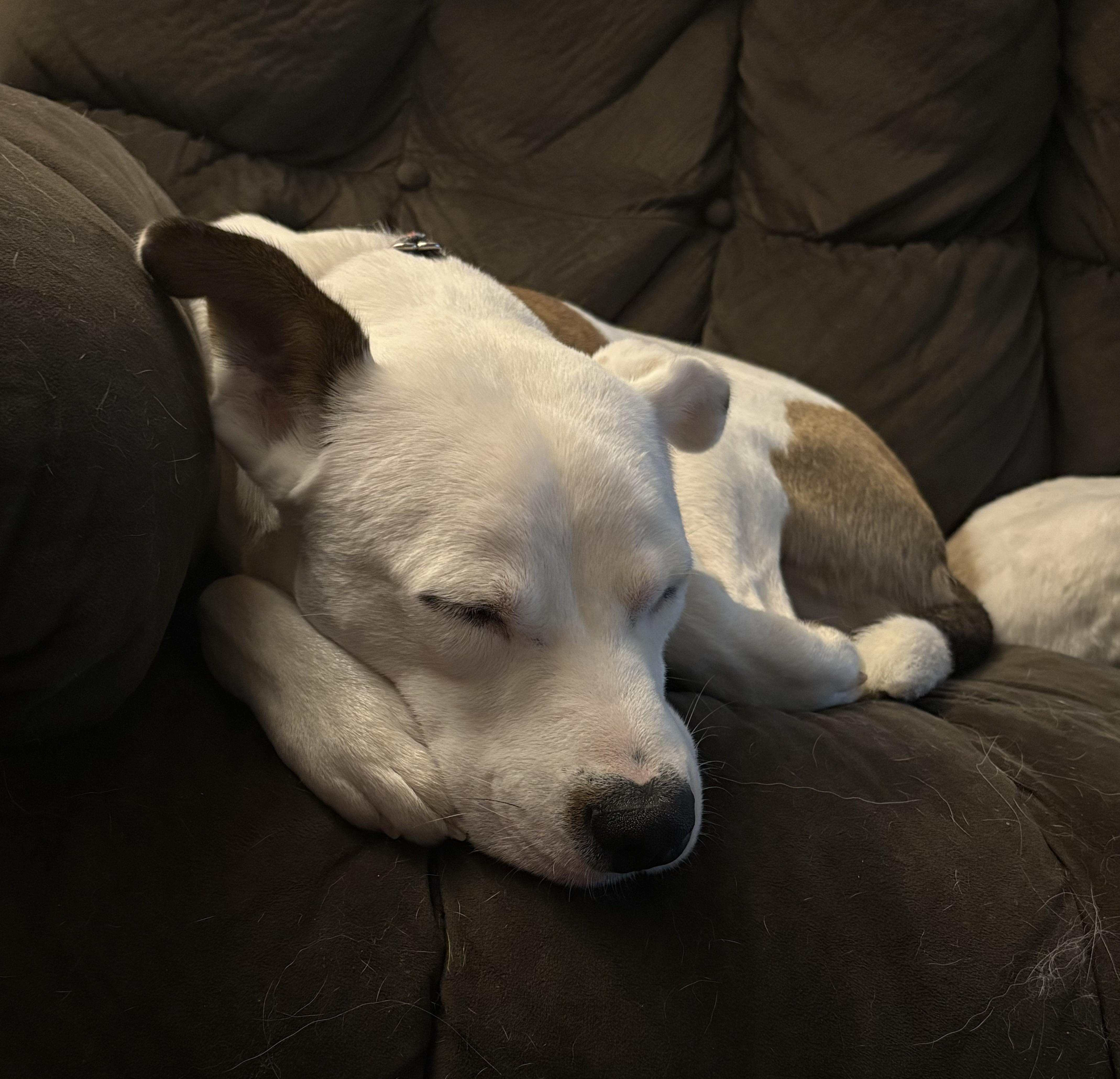 Enlarge Reed, a Adoptable mixed breed in Hillsdale, NY image 6/6