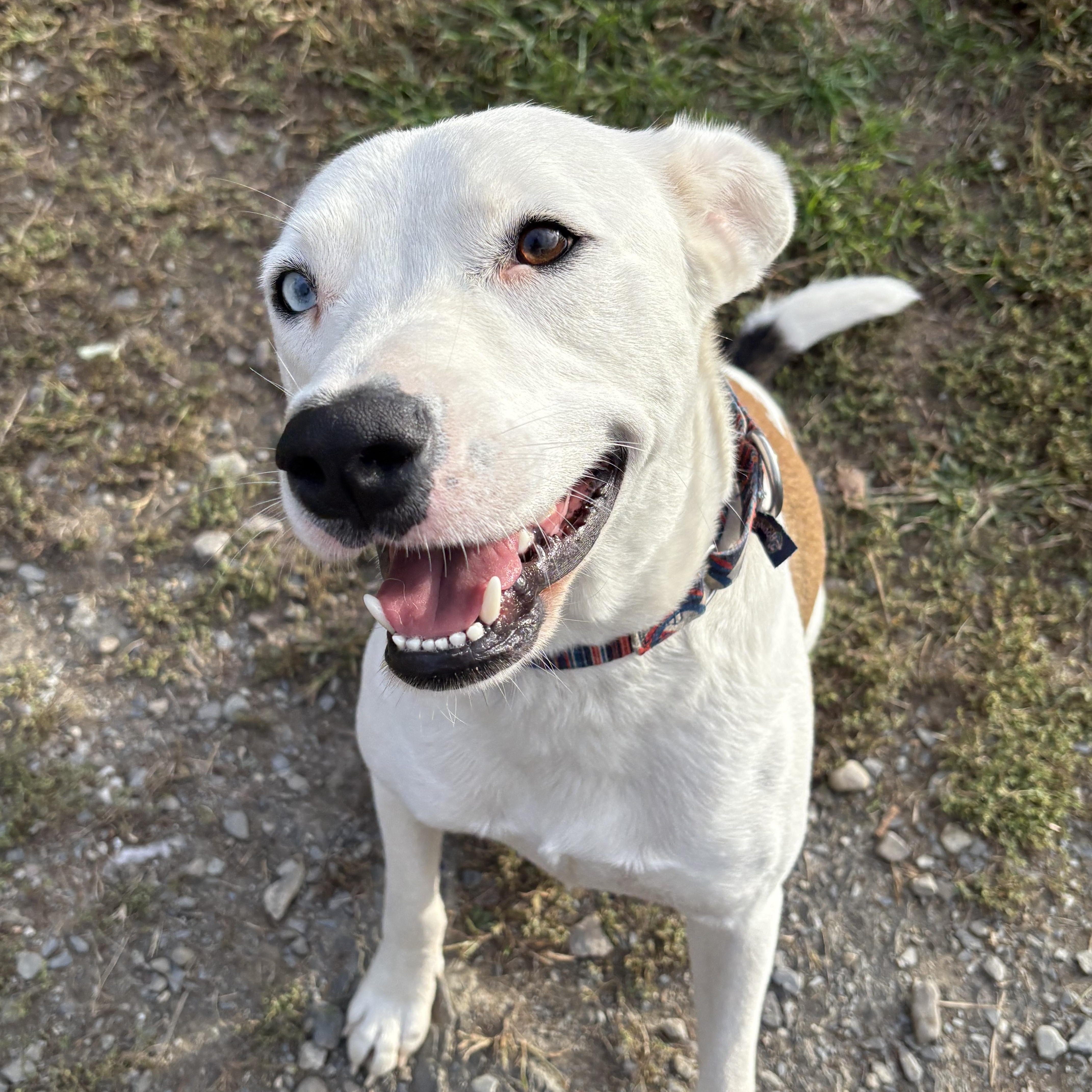 Reed, a Adoptable mixed breed in Hillsdale, NY image 5/5