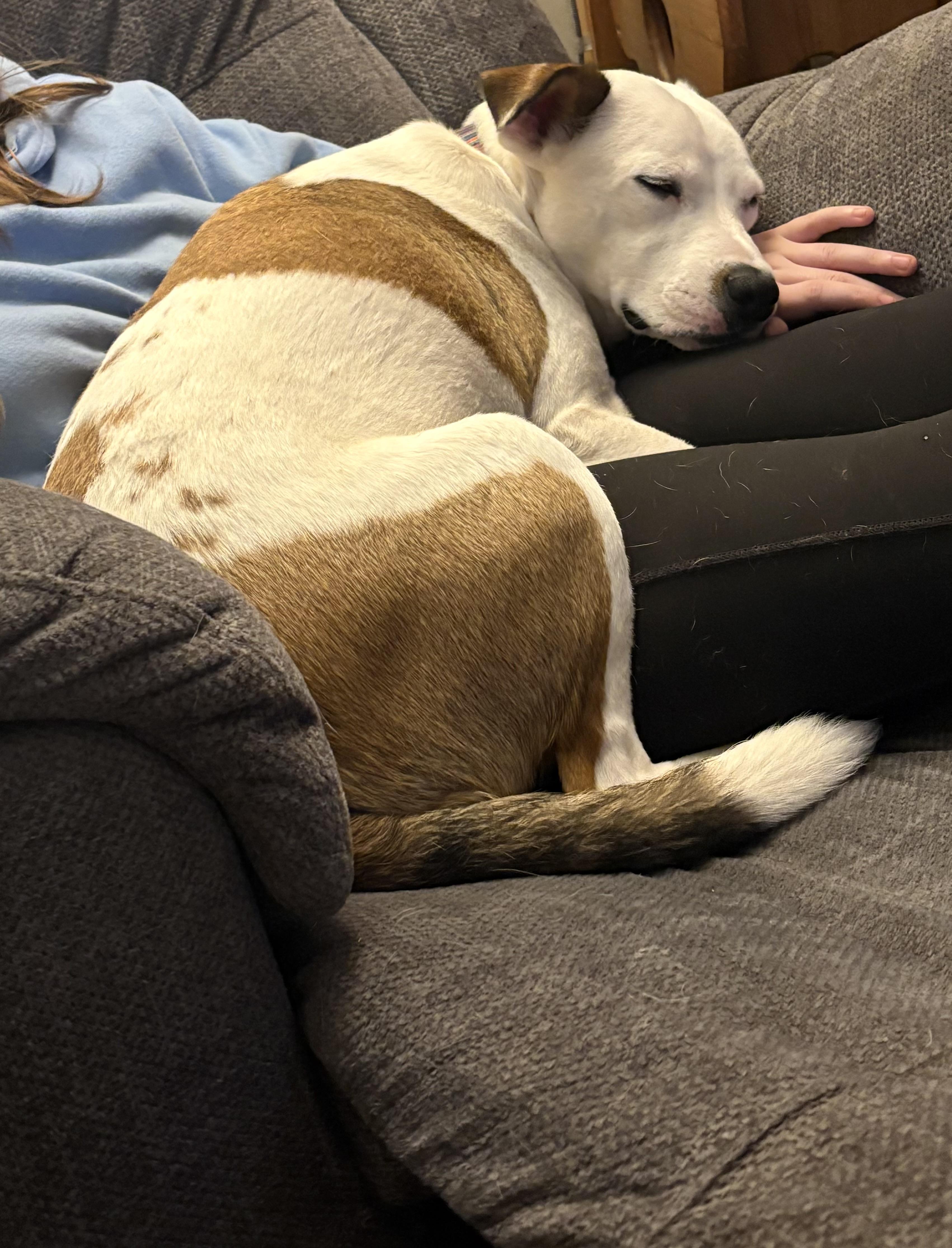 Enlarge Reed, a Adoptable mixed breed in Hillsdale, NY image 2/6