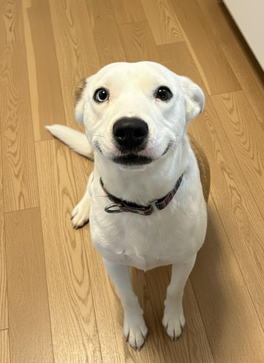 Reed, Adoptable, Young Male Labrador Retriever.