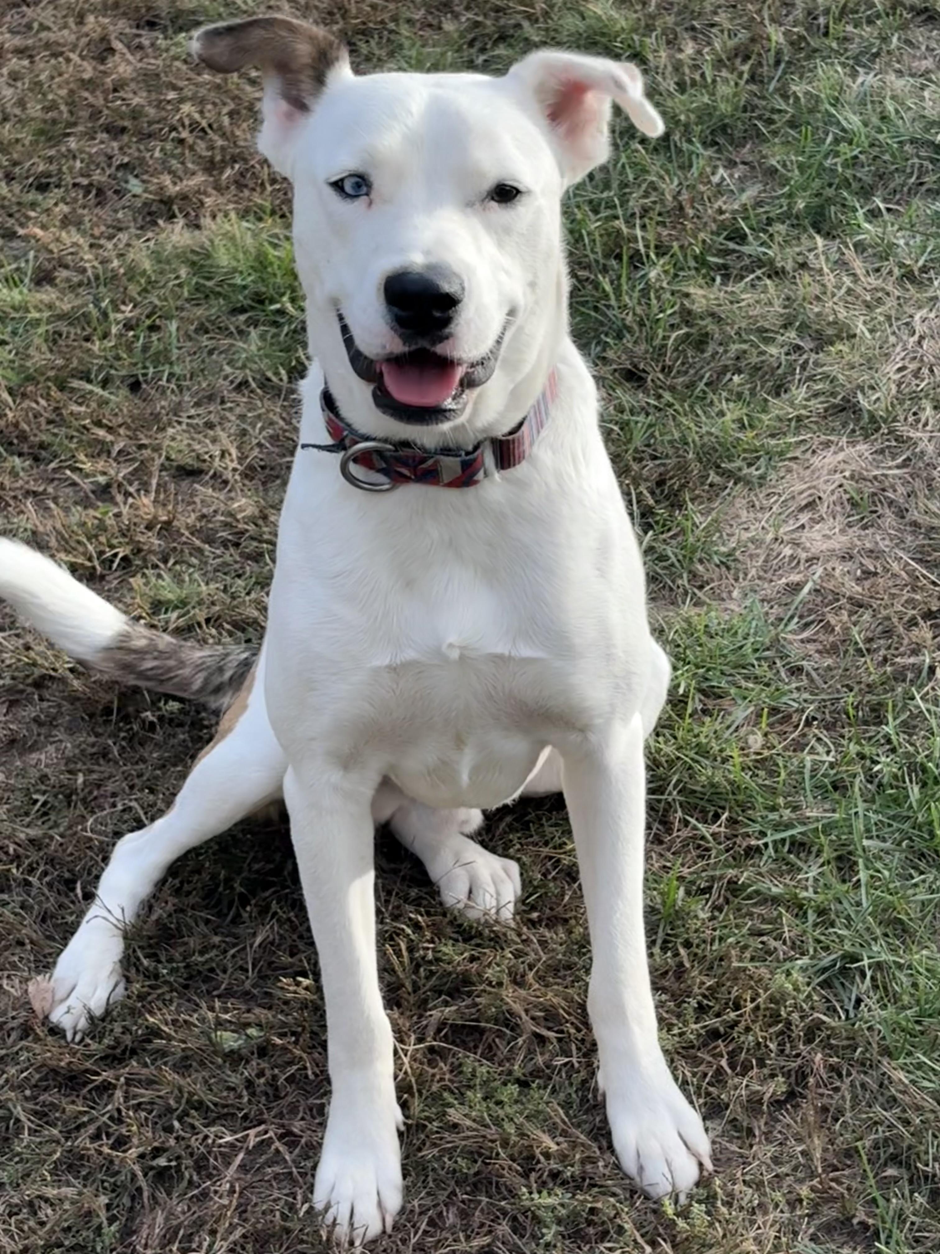 Reed, a Adoptable mixed breed in Hillsdale, NY image 3/5
