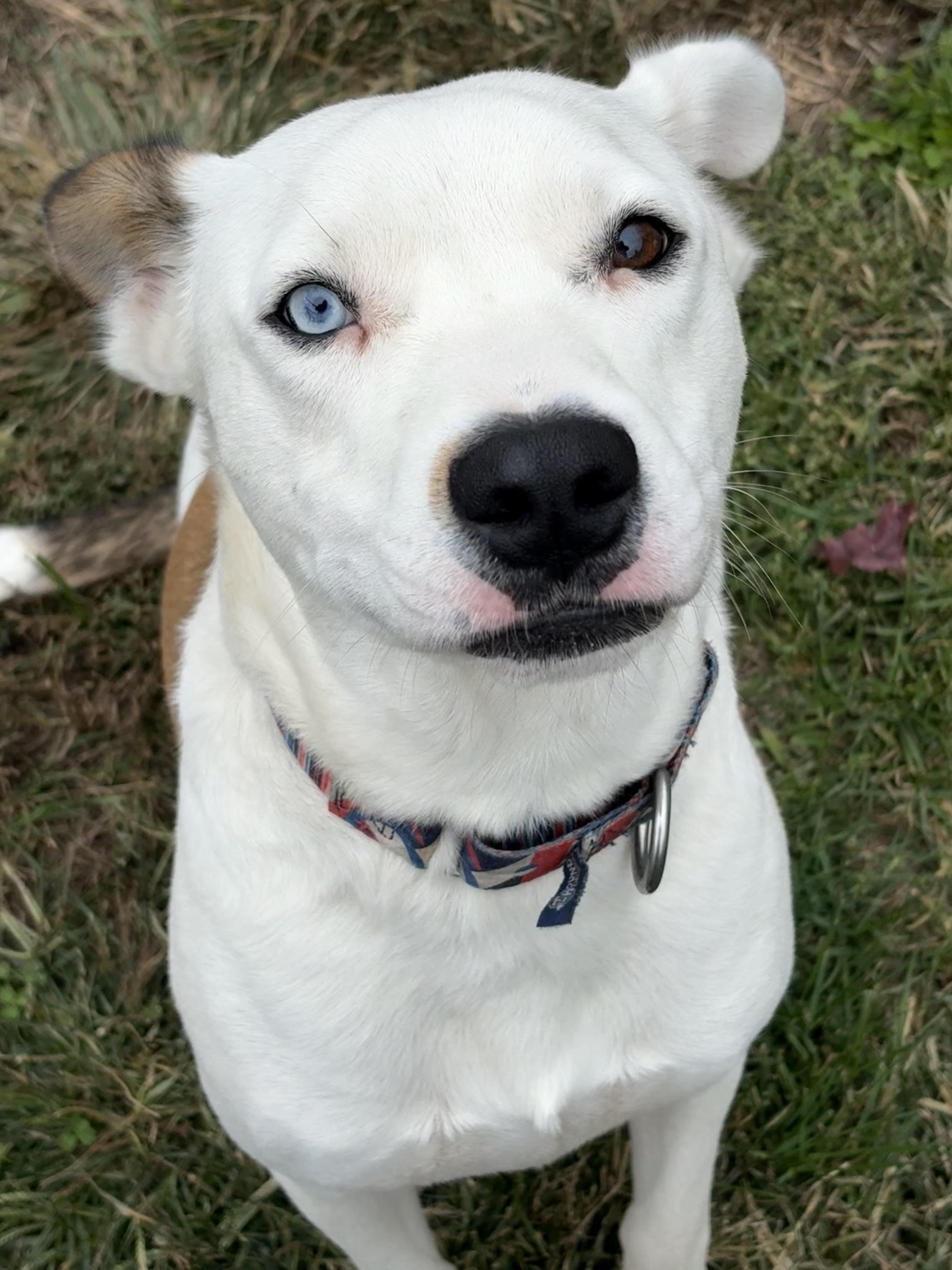 Reed, Adoptable, Young Male Labrador Retriever.