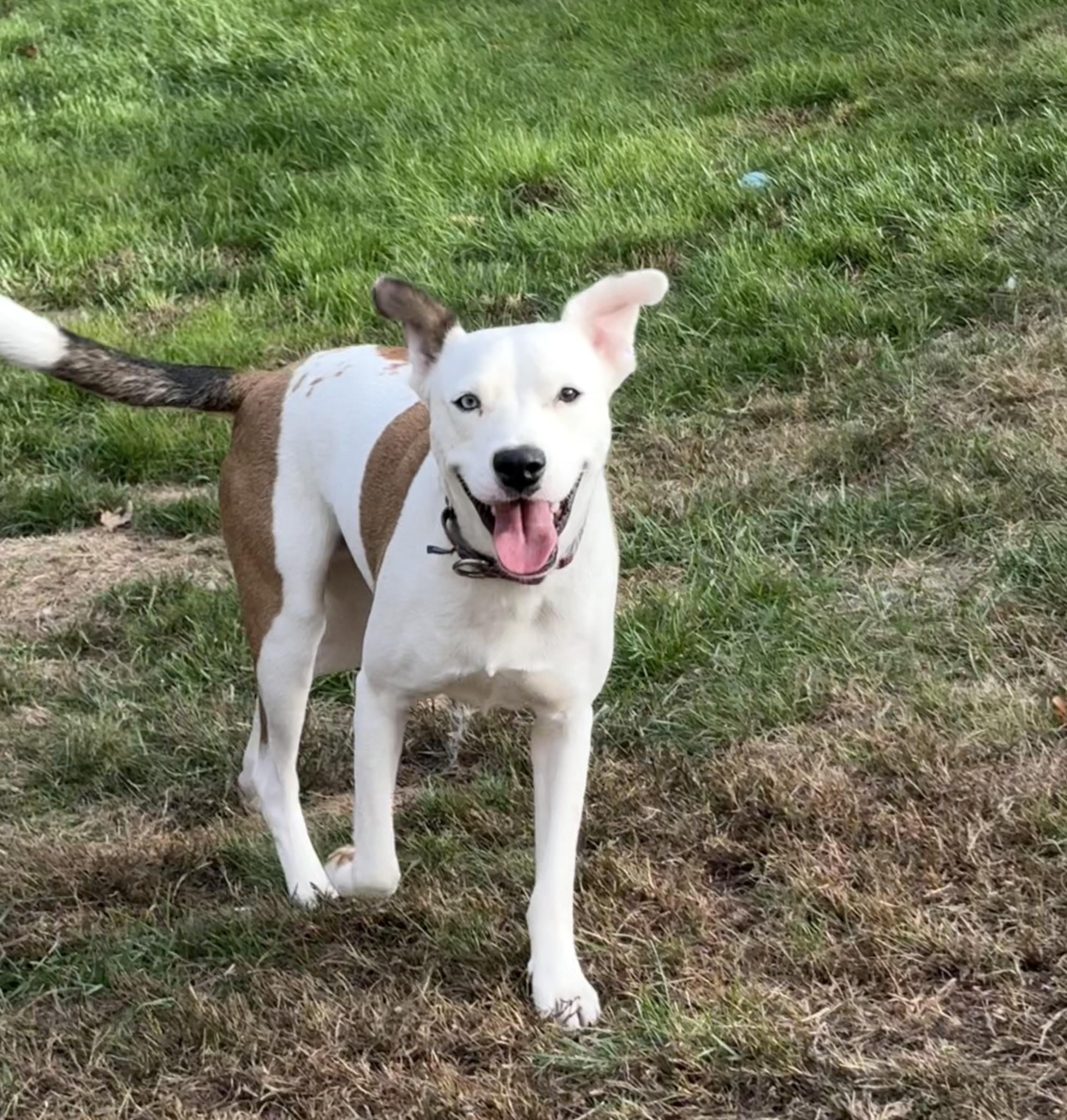 Reed, a Adoptable mixed breed in Hillsdale, NY image 2/5