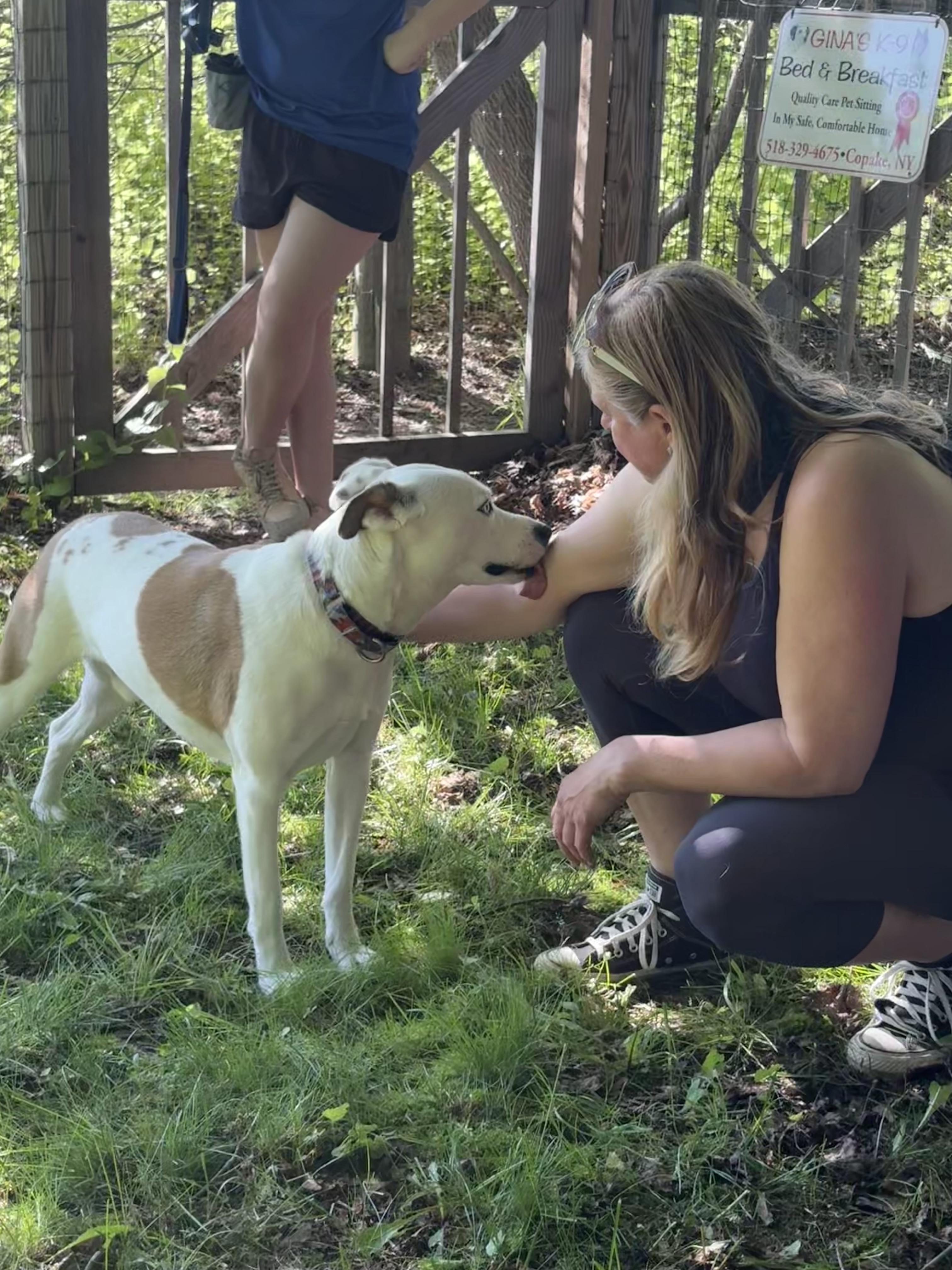 Reed, a Adoptable mixed breed in Hillsdale, NY image 2/6