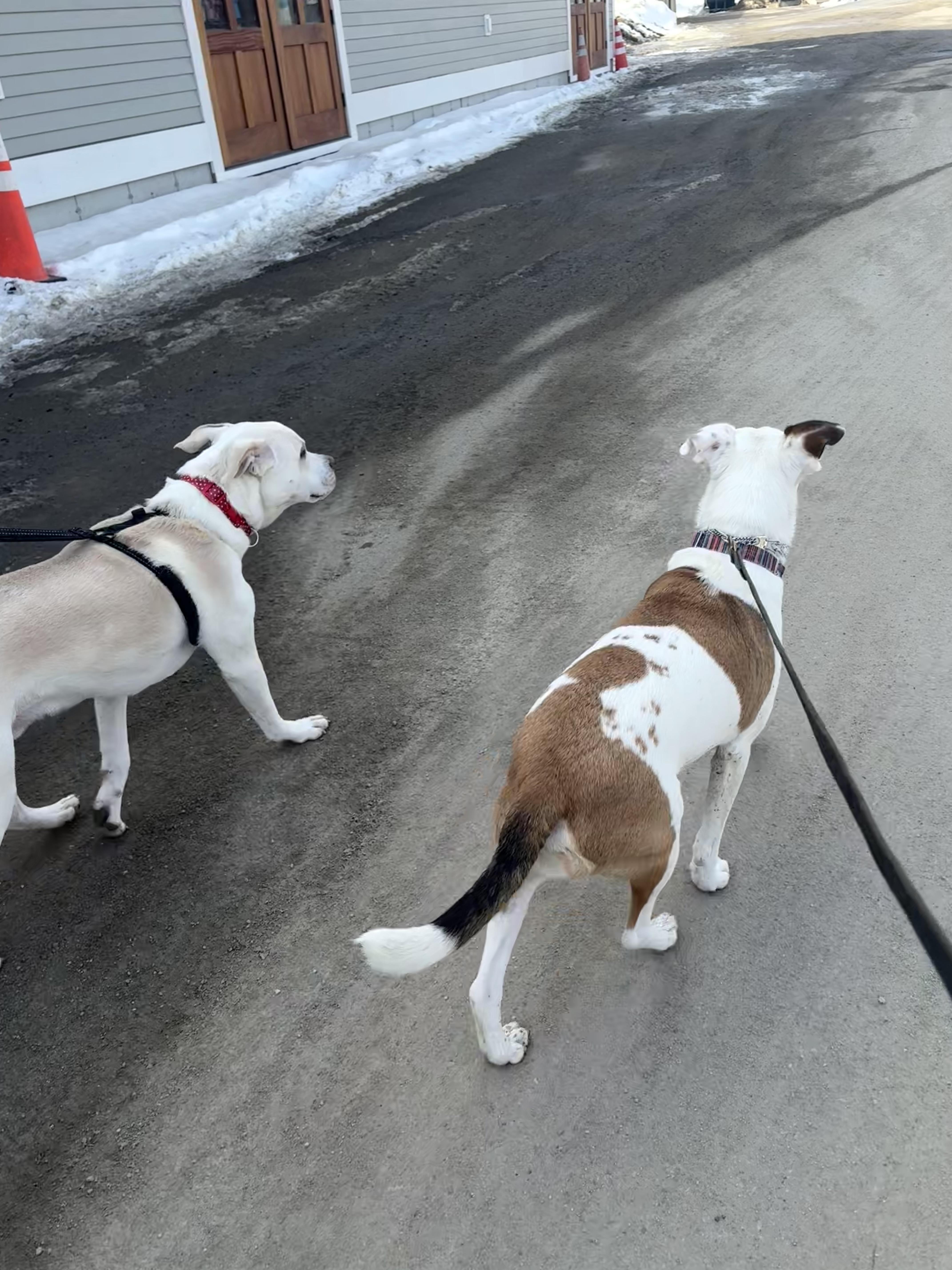Enlarge Reed, a Adoptable mixed breed in Hillsdale, NY image 4/6