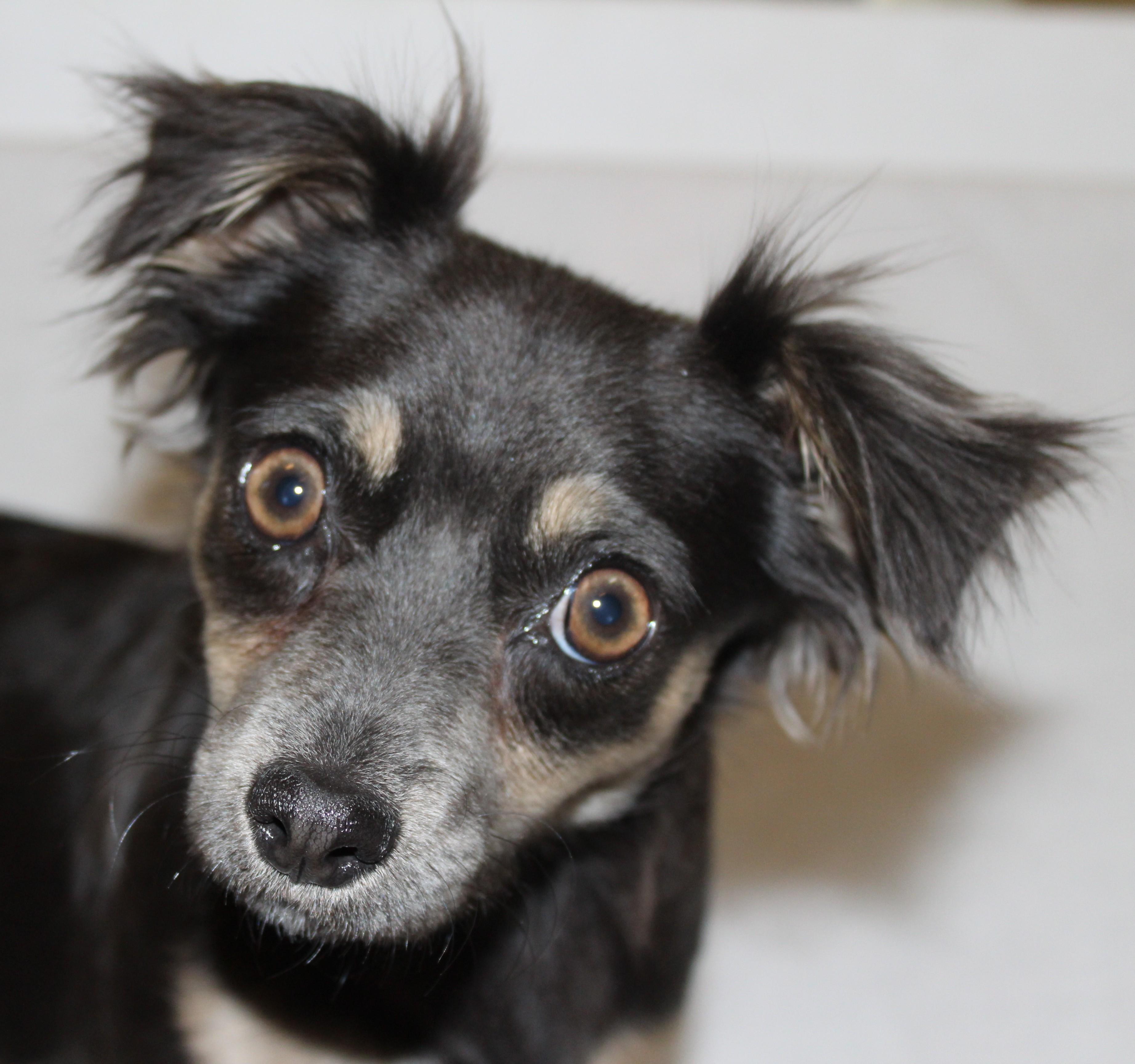Dulse, an adoptable Chihuahua in Huron, SD, 57350 | Photo Image 1