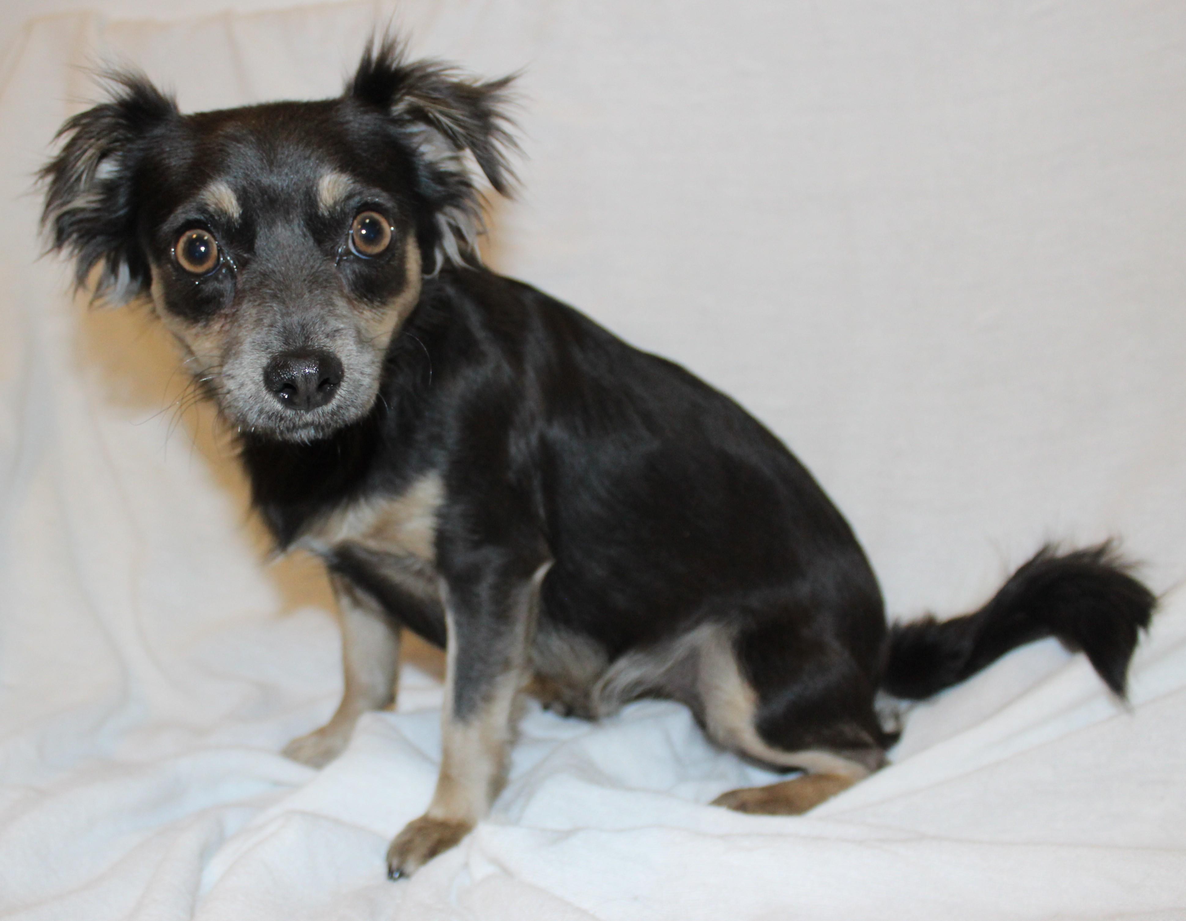 Dulse, an adoptable Chihuahua in Huron, SD, 57350 | Photo Image 3