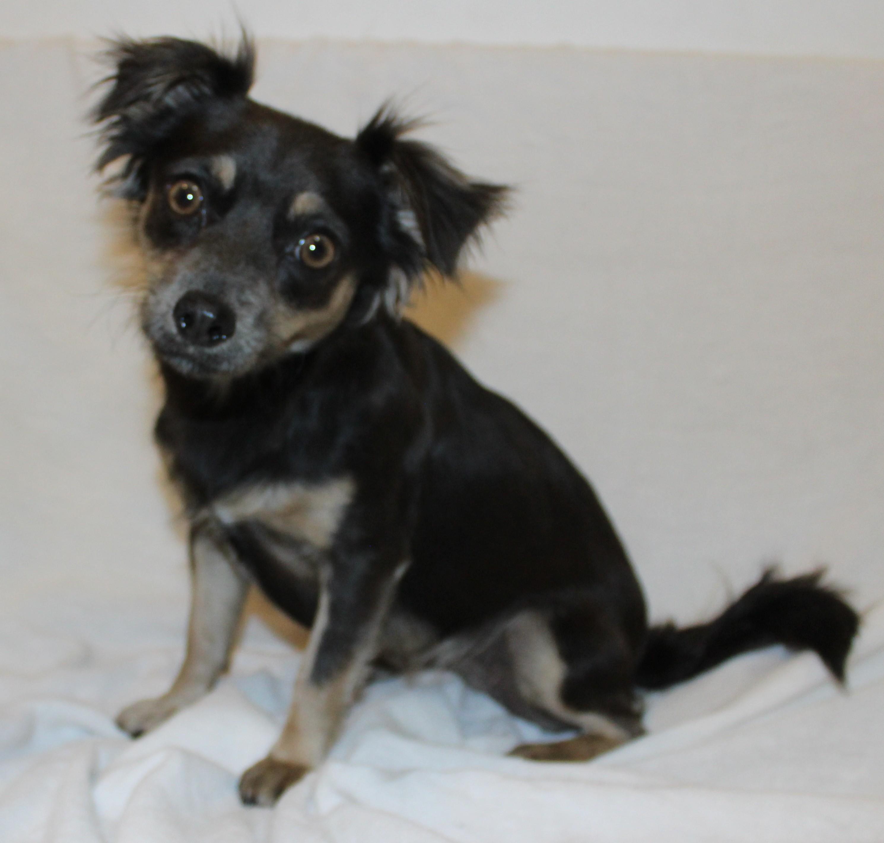 Dulse, an adoptable Chihuahua in Huron, SD, 57350 | Photo Image 2