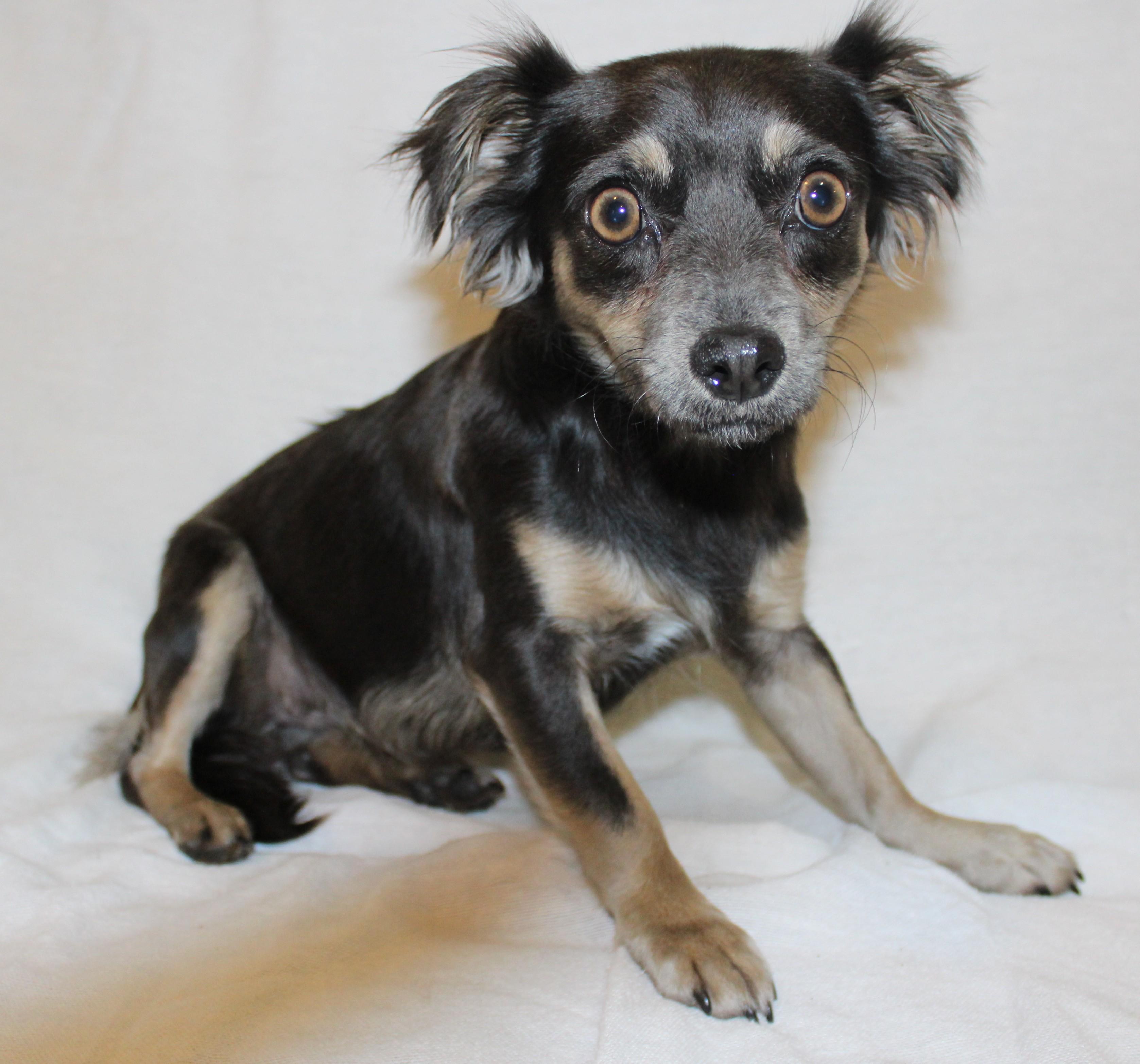 Dulse, an adoptable Chihuahua in Huron, SD, 57350 | Photo Image 4