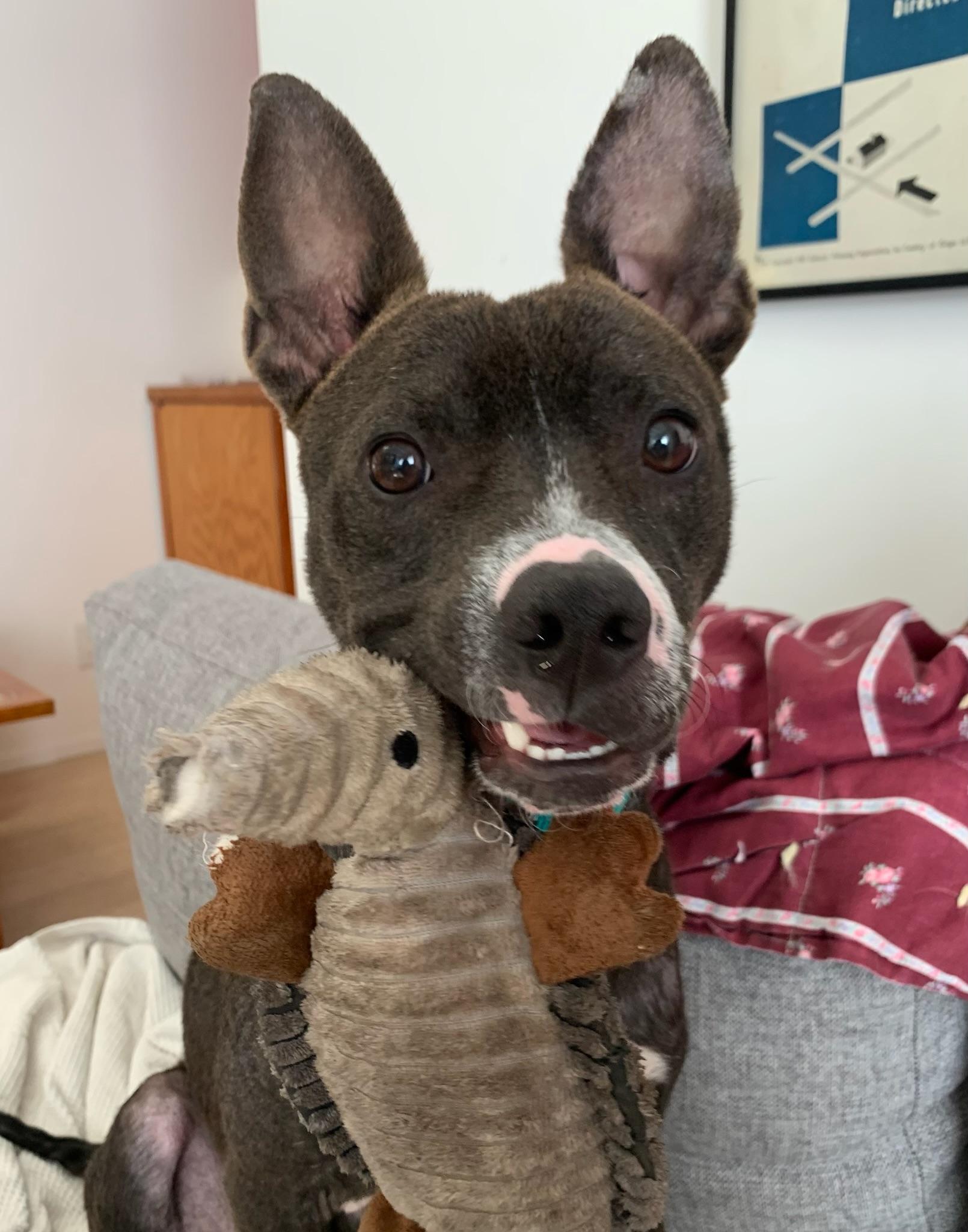 Enlarge Sprout, a Adoptable mixed breed in Hermosa Beach, CA image 2/6