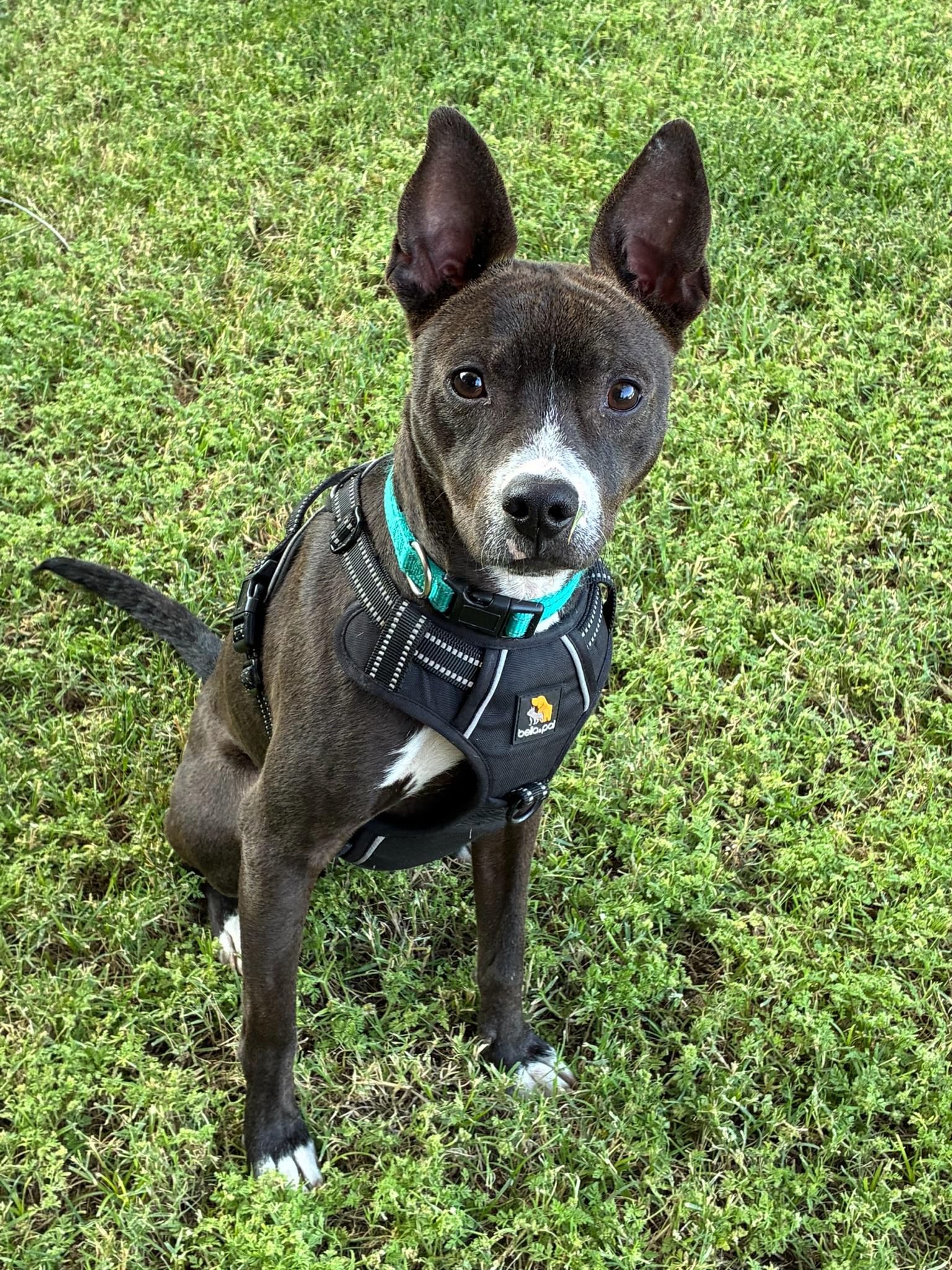 Enlarge Sprout, a Adoptable mixed breed in Hermosa Beach, CA image 3/6