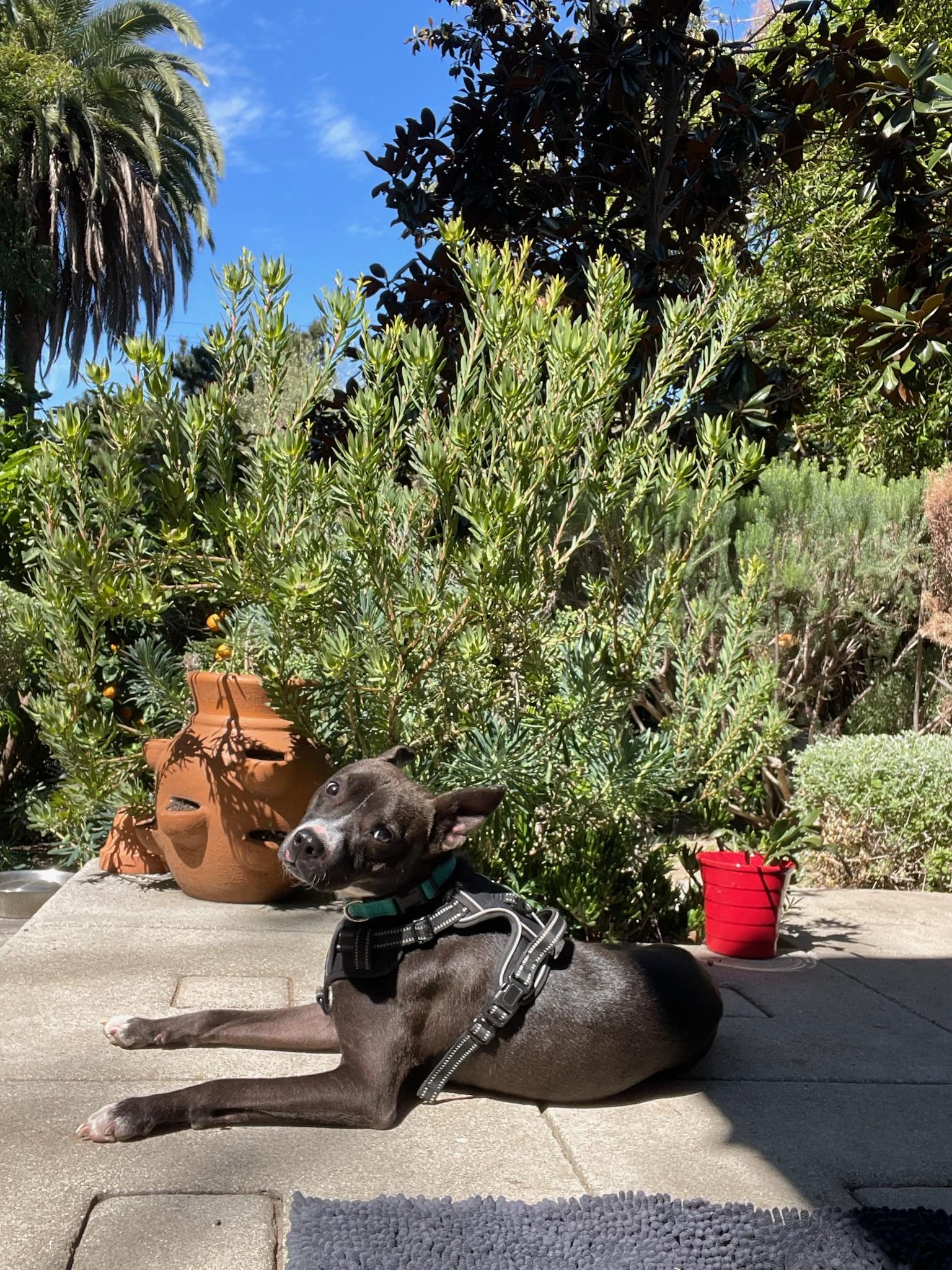 Enlarge Sprout, a Adoptable mixed breed in Hermosa Beach, CA image 4/6