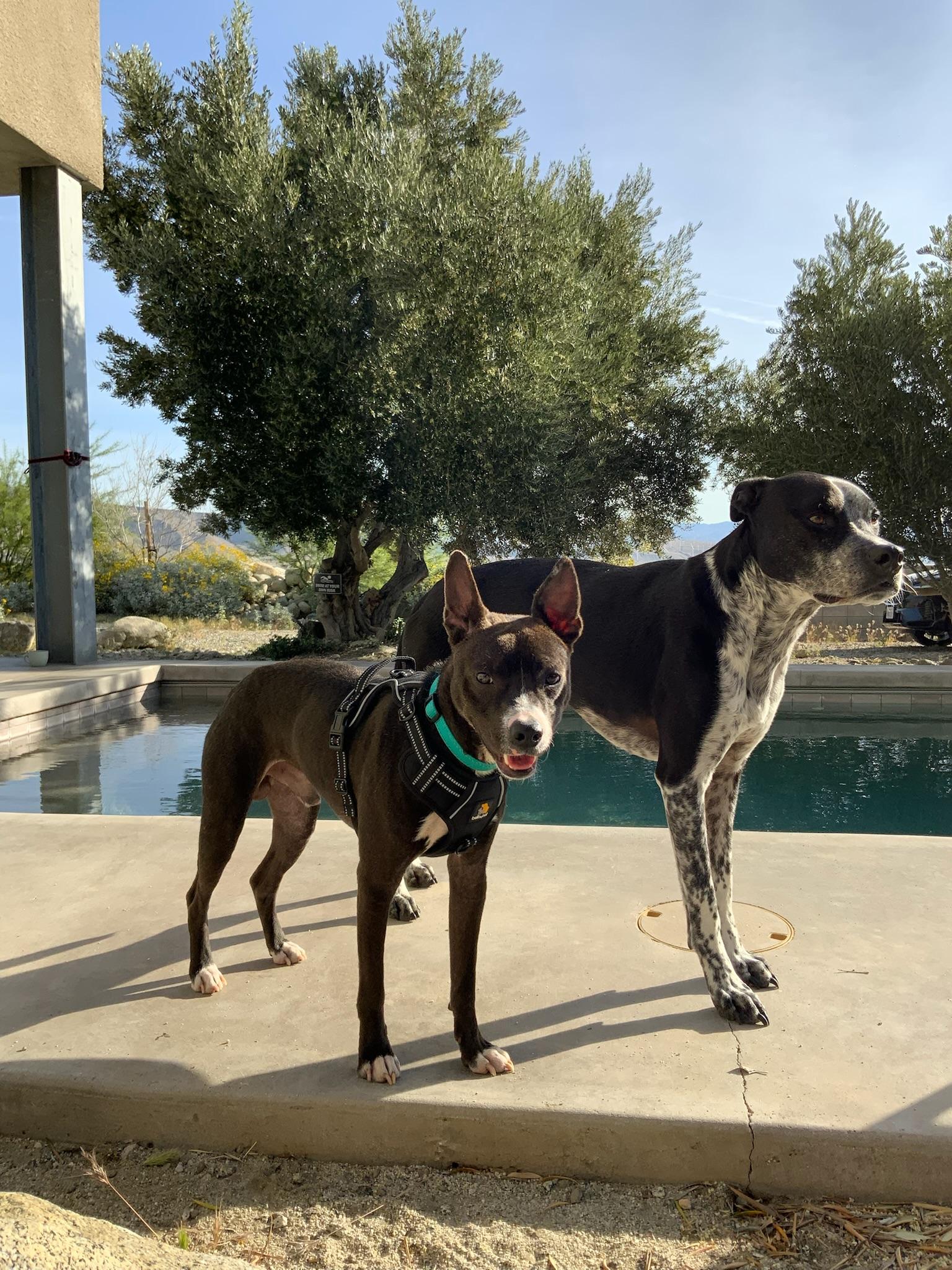 Enlarge Sprout, a Adoptable mixed breed in Hermosa Beach, CA image 5/6