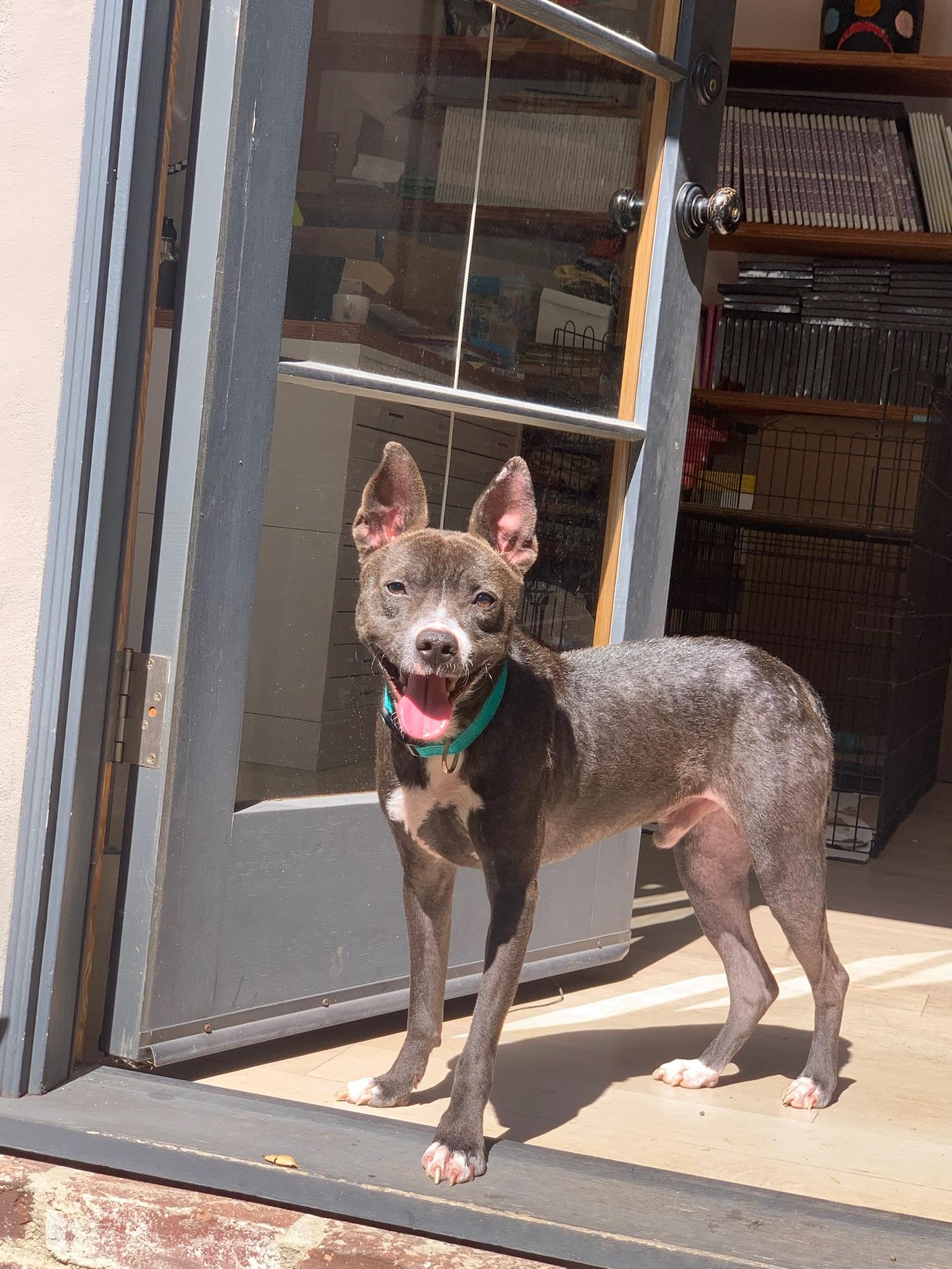 Enlarge Sprout, a Adoptable mixed breed in Hermosa Beach, CA image 1/6
