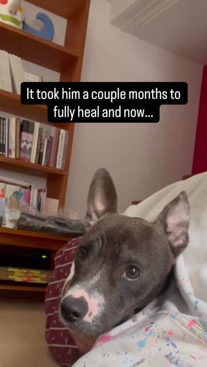 Enlarge Sprout, a Adoptable mixed breed in Hermosa Beach, CA video 6/6
