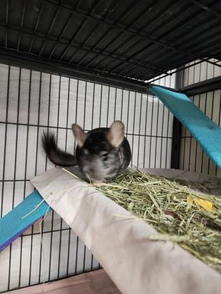 Remi, Adoptable, Adult Male Chinchilla & Chinchilla.