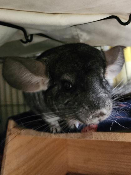 Remi, Adoptable, Adult Male Chinchilla & Chinchilla.