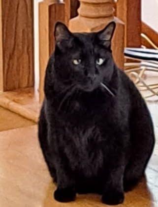Bumble Bear, Adoptable, Young Male Domestic Short Hair.