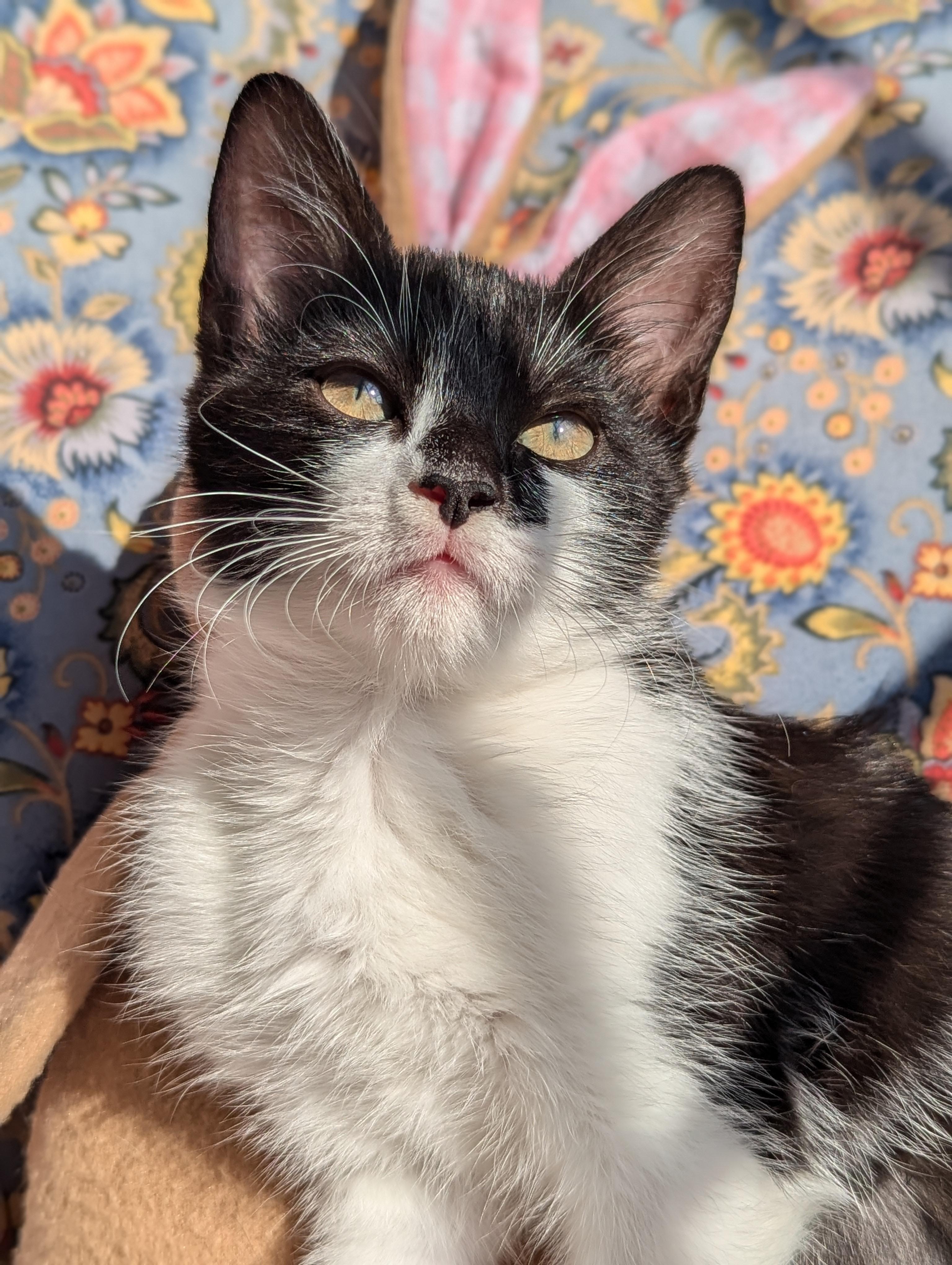 Enlarge Solstice (Cosmic Litter), an adopted Domestic Short Hair in Atlanta, GA image 3/6