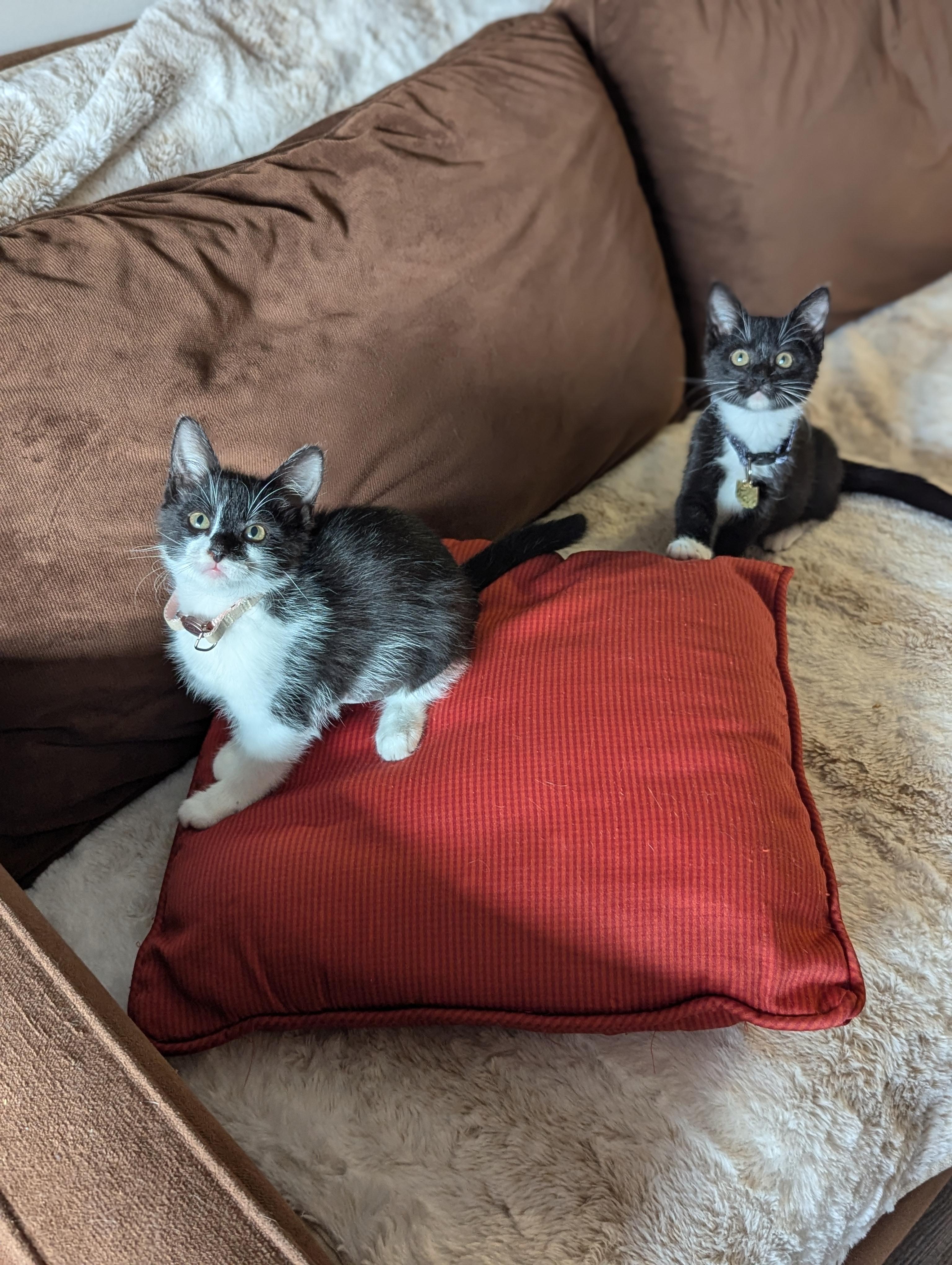 Enlarge Solstice (Cosmic Litter), an adopted Domestic Short Hair in Atlanta, GA image 4/6